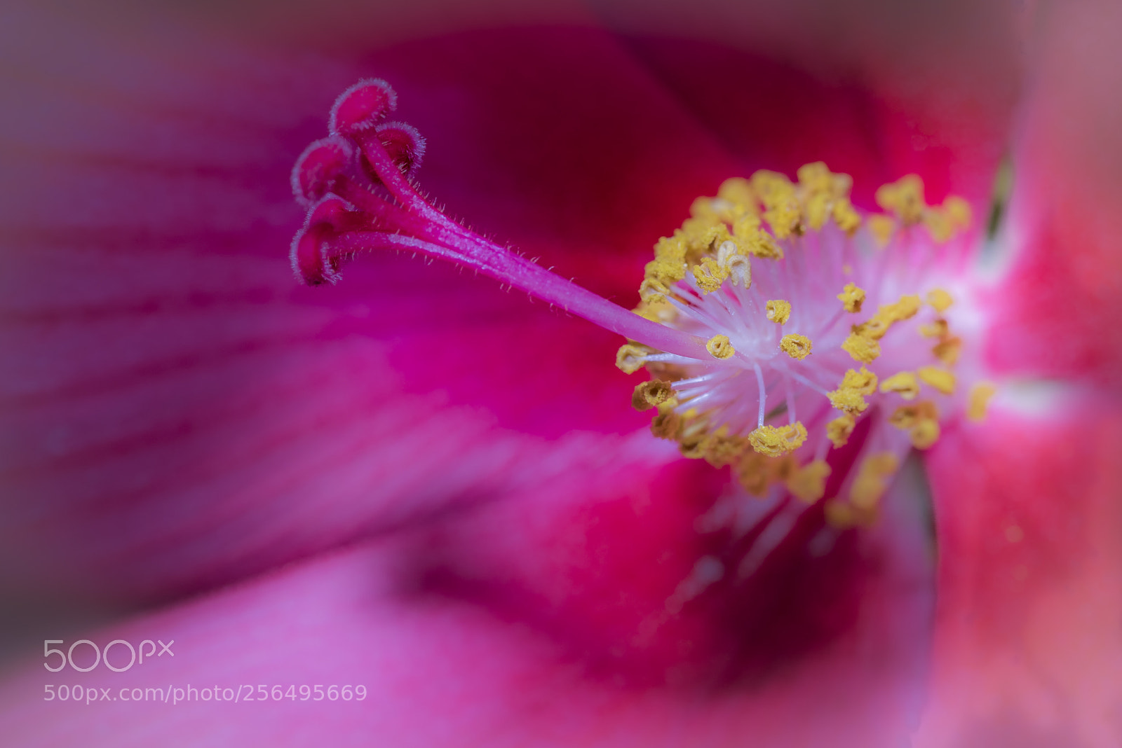 Nikon D750 sample photo. Stamen & pollen photography