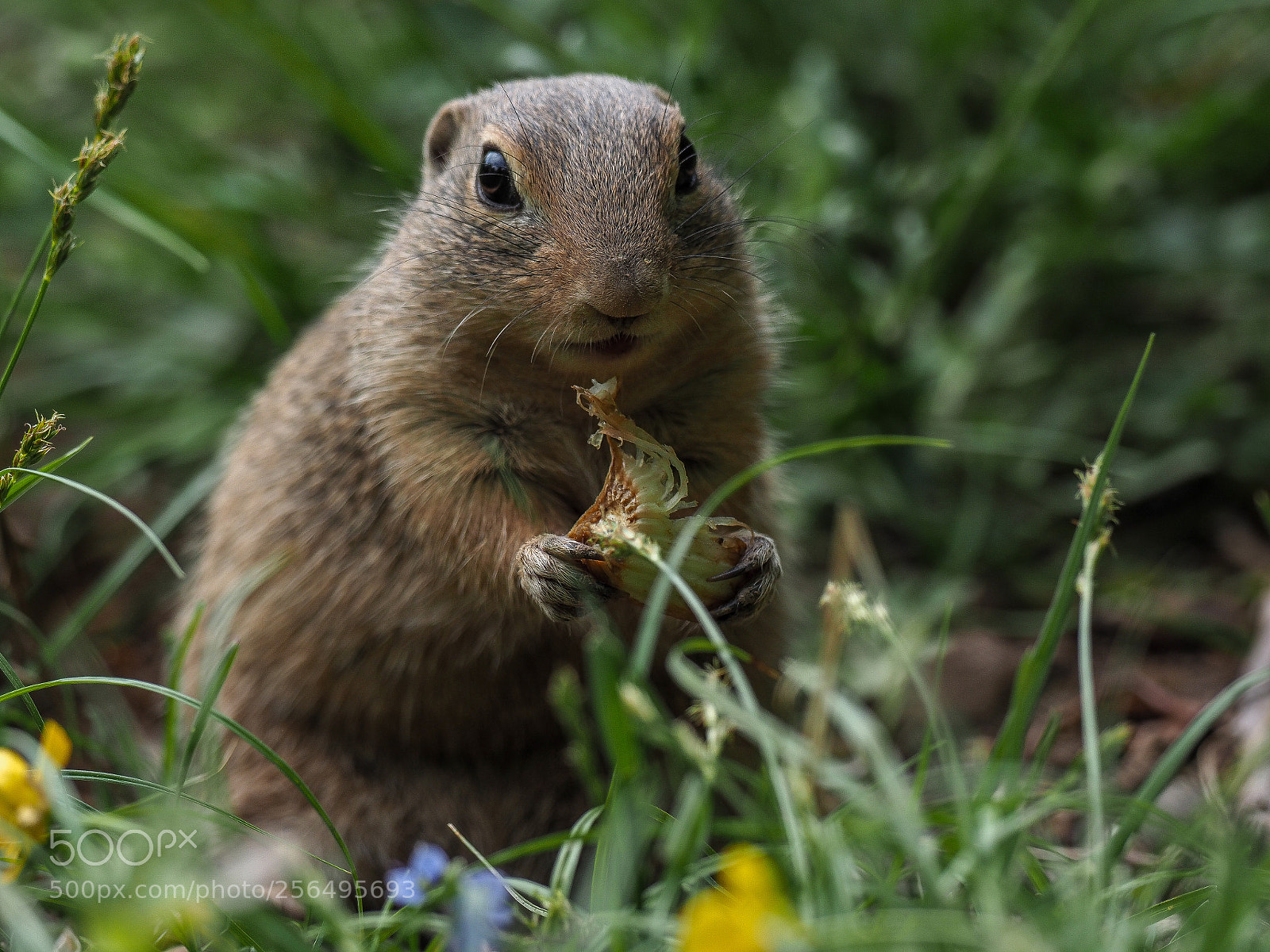 Olympus OM-D E-M1 Mark II sample photo. European ground squirrel photography