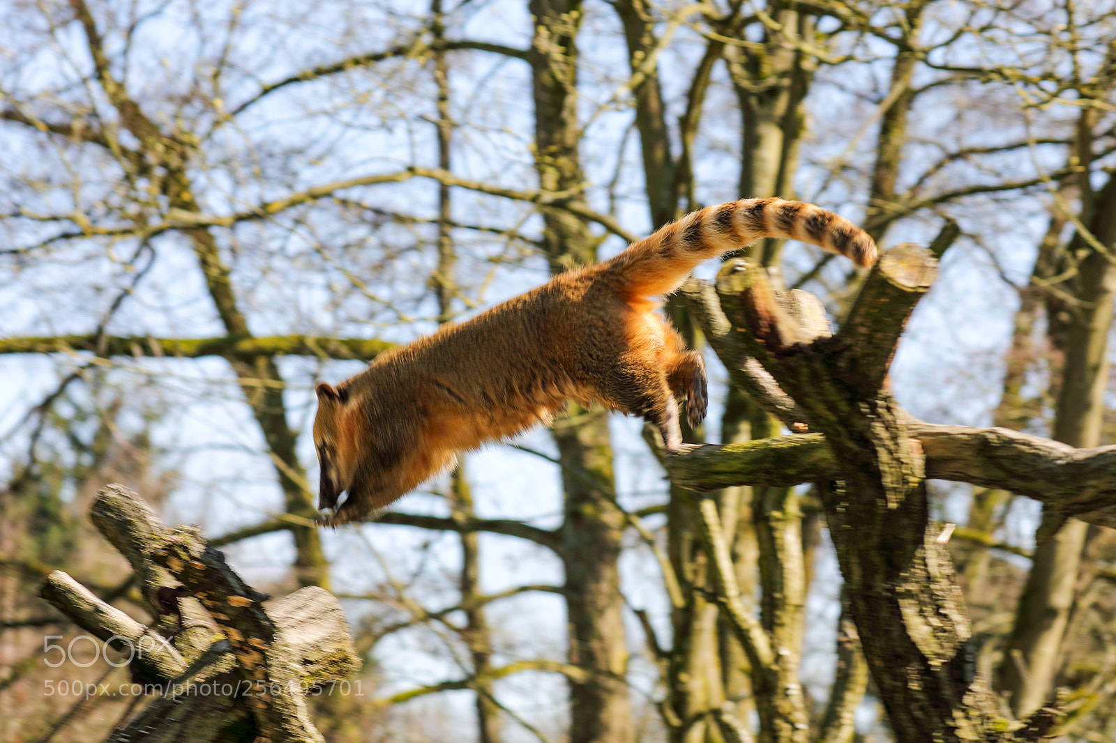 Canon EOS 5D Mark IV sample photo. The jump photography