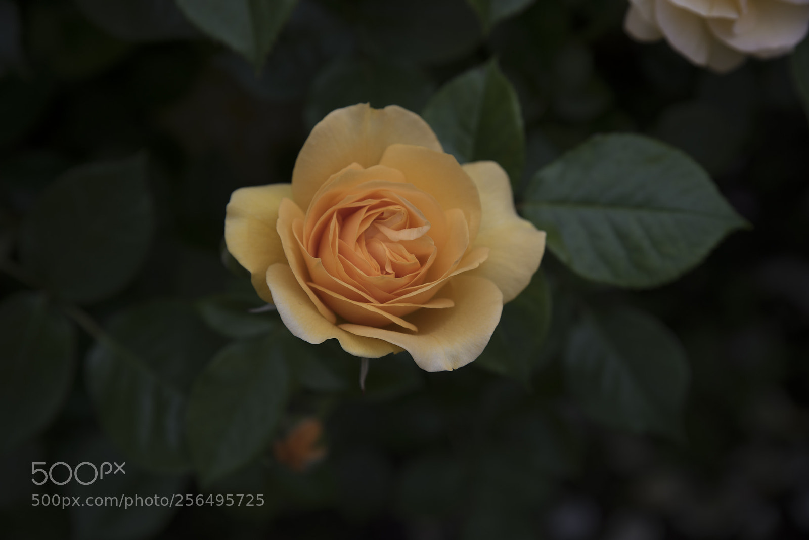 Nikon D750 sample photo. Happy summer photography