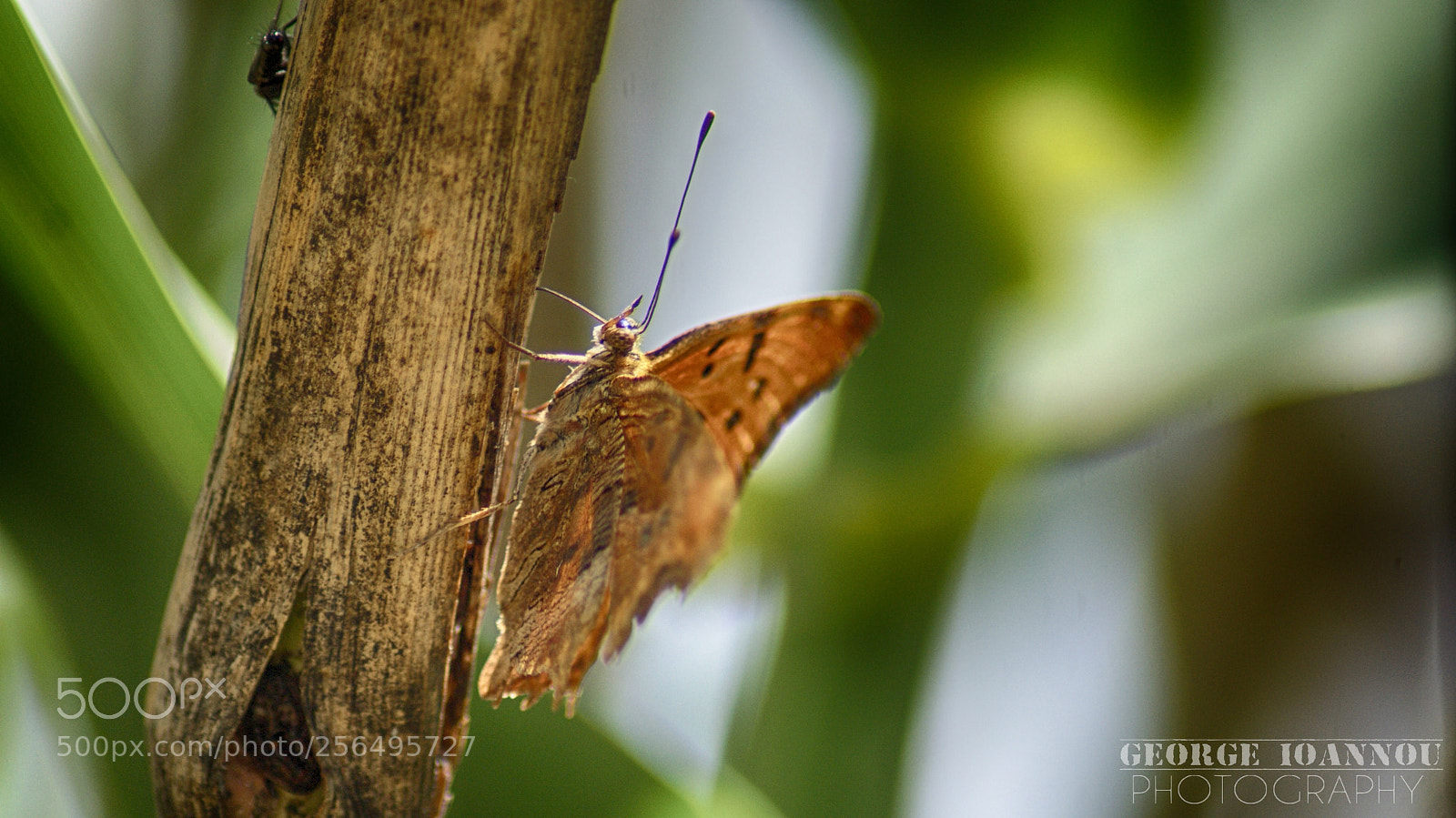 Sony Alpha DSLR-A200 sample photo. Butterfly photography