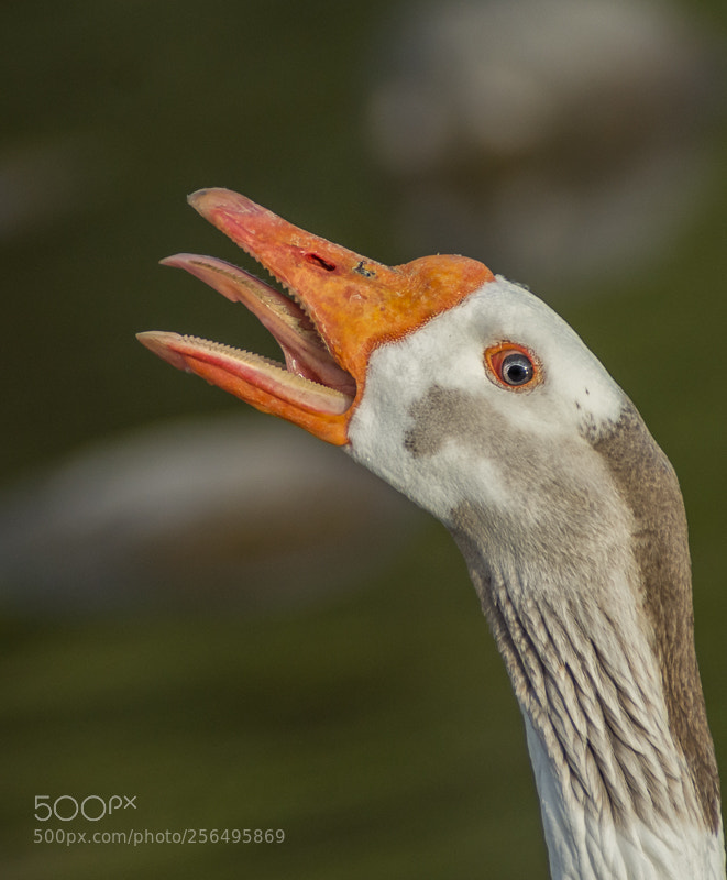 Nikon D7200 sample photo. Goose tongue photography