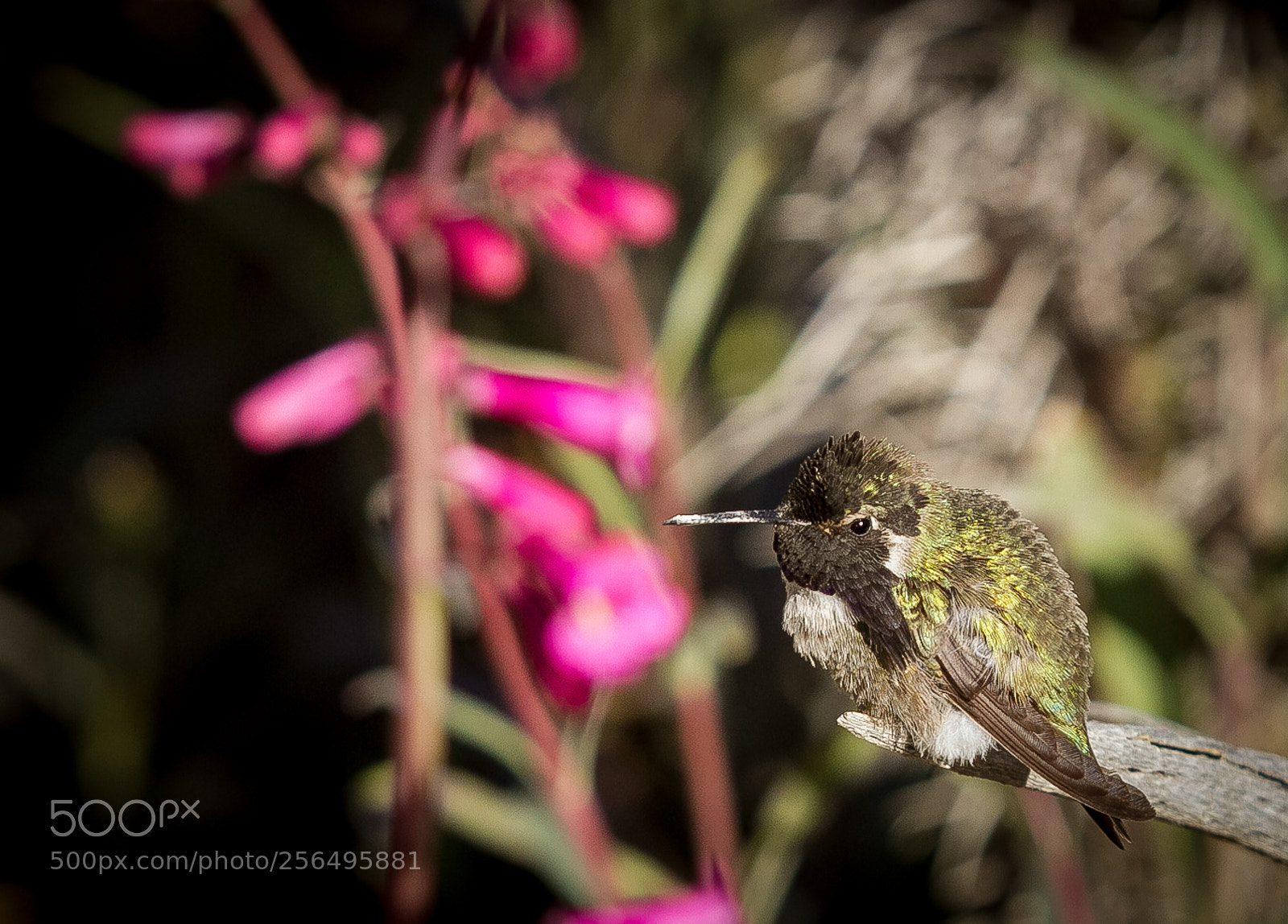 Canon EOS 7D sample photo. Costa's hummingbird #1 photography