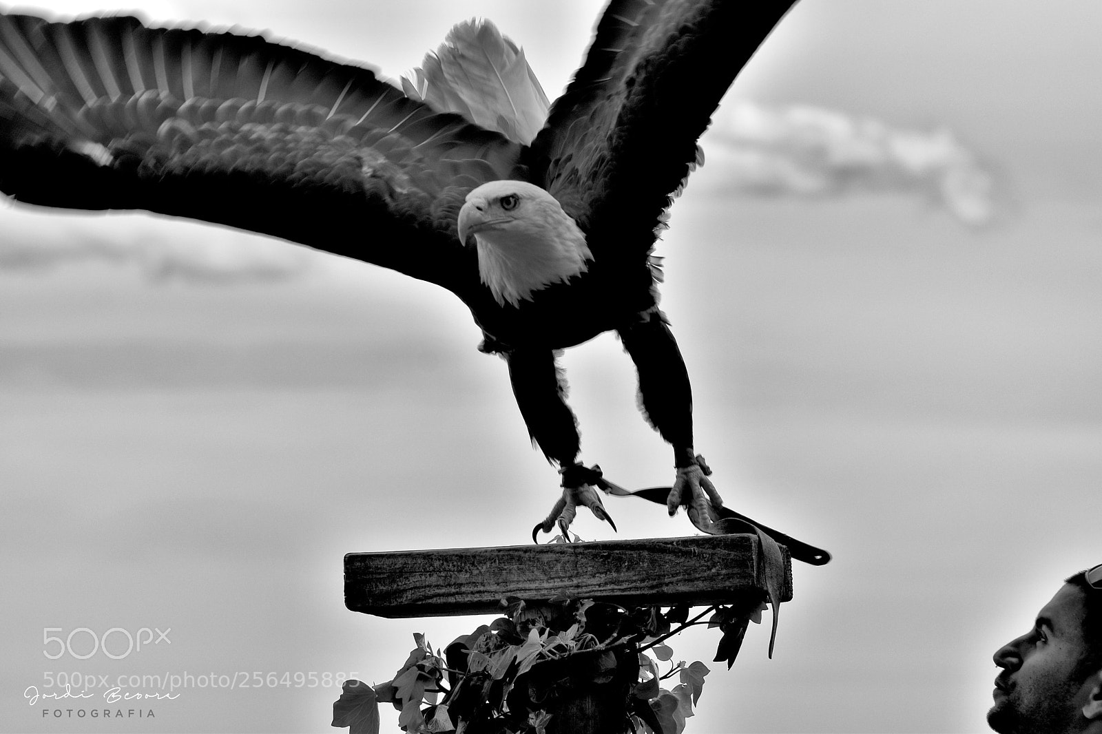 Nikon D5300 sample photo. Bald eagle photography