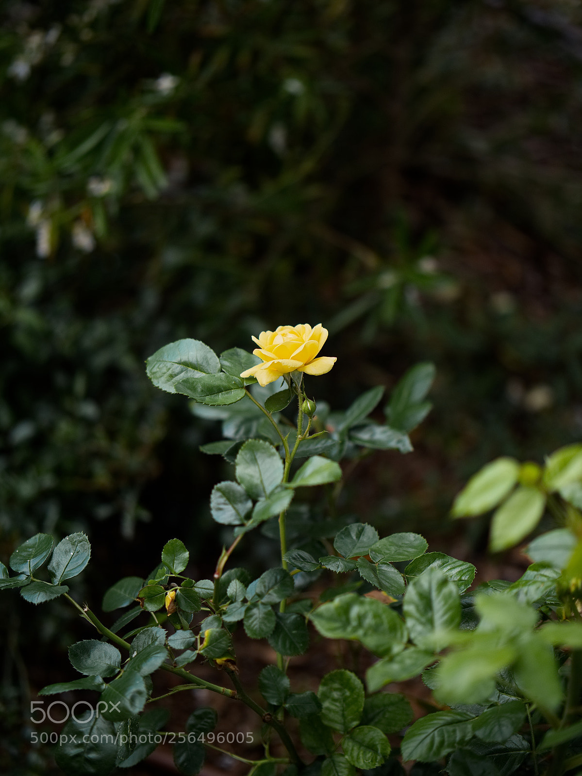 Panasonic Lumix DC-GH5 sample photo. Le printemps dans la photography