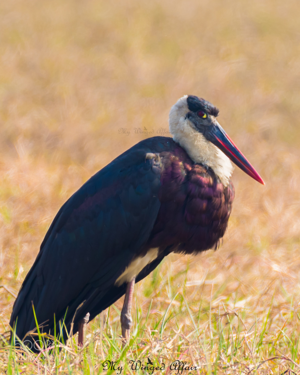 Nikon D610 sample photo. Woolly necked stork photography