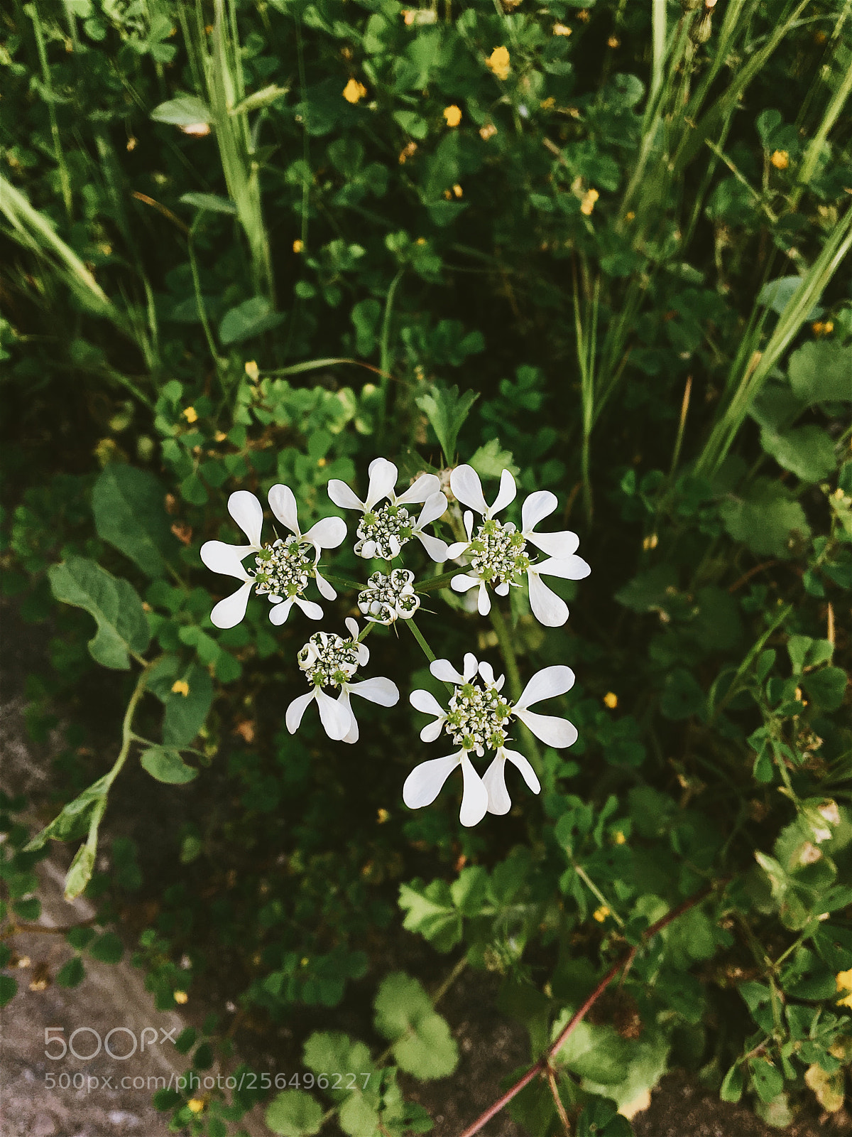 Apple iPhone 6s sample photo. ?? photography