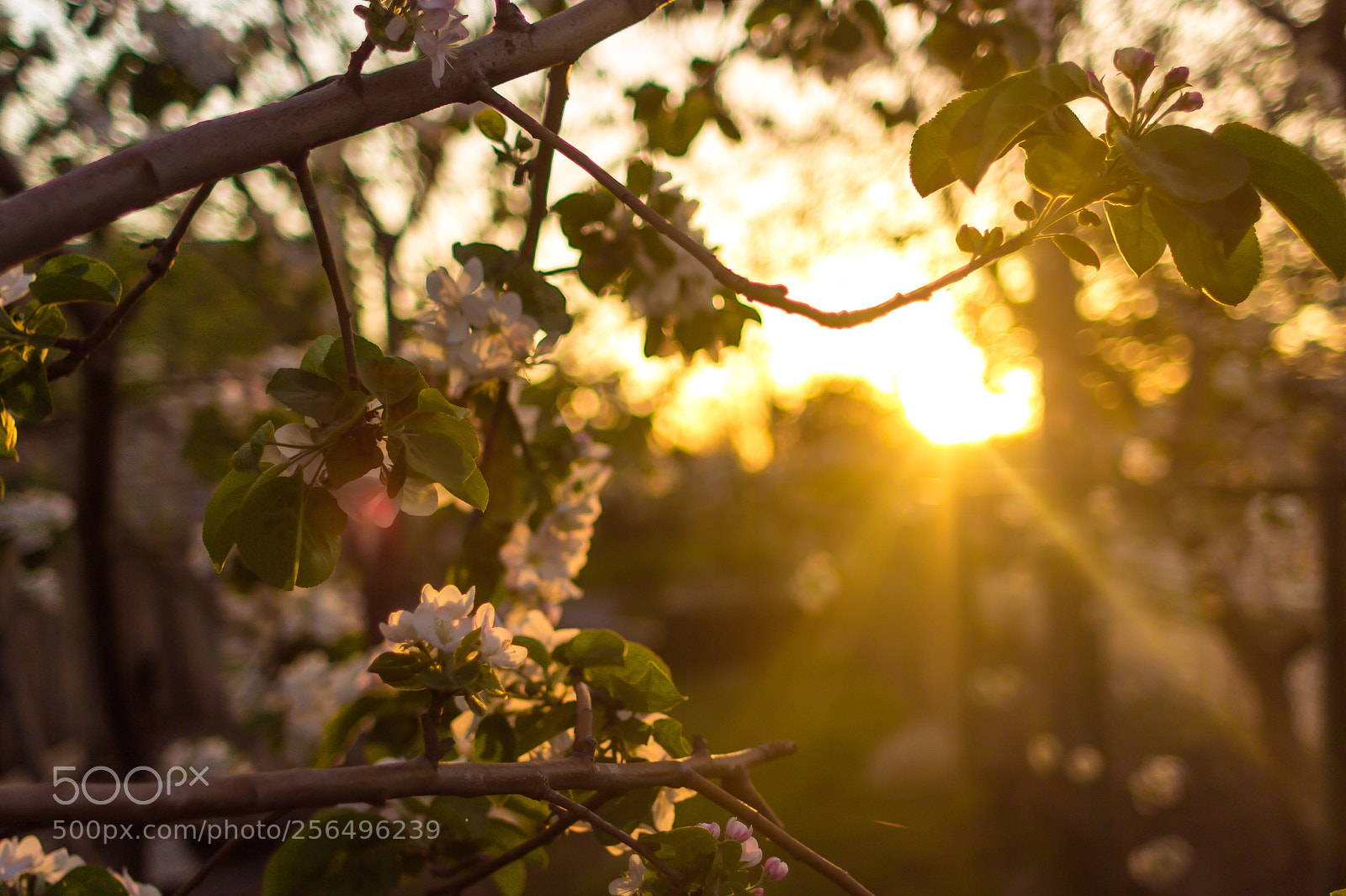 Canon EOS 60D sample photo. Untitled photography