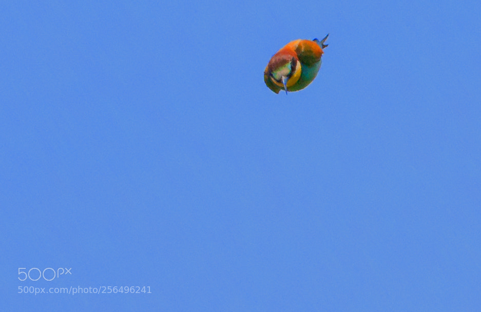 Canon EOS 6D sample photo. Bee eater in dive photography