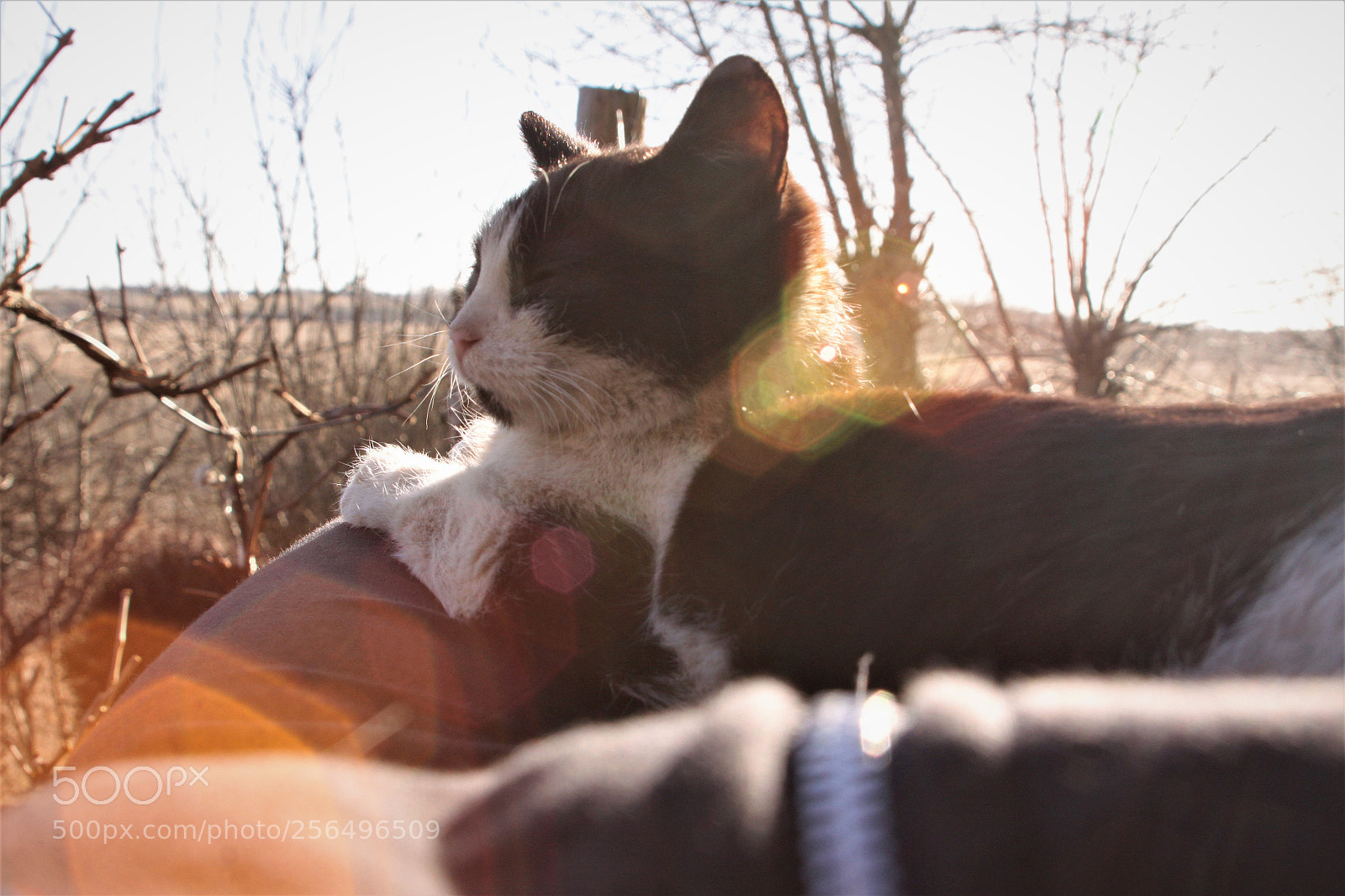Canon EOS 50D sample photo. Zen. photography