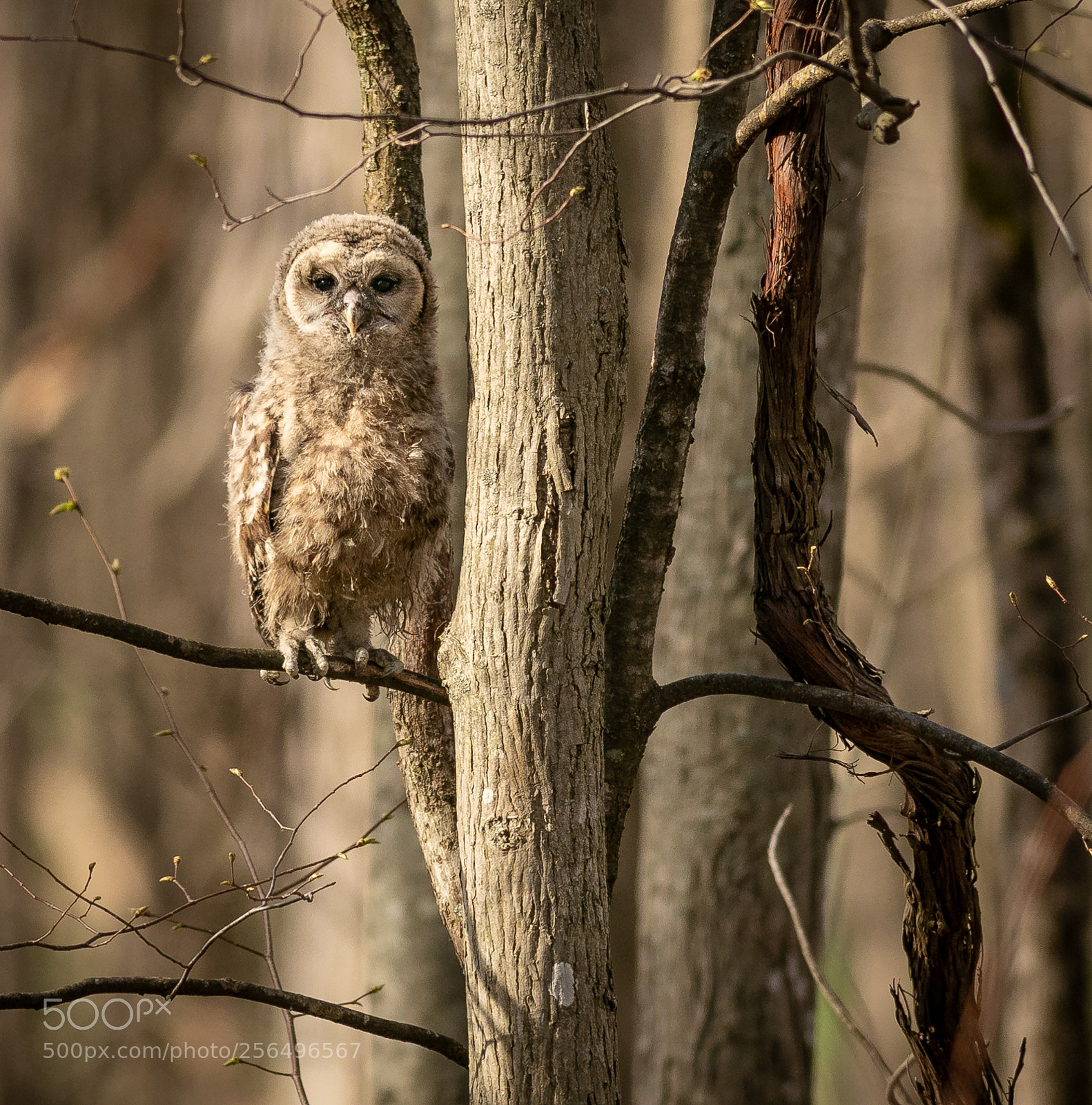Canon EOS 7D Mark II sample photo. Barred owl fledgling #1 photography