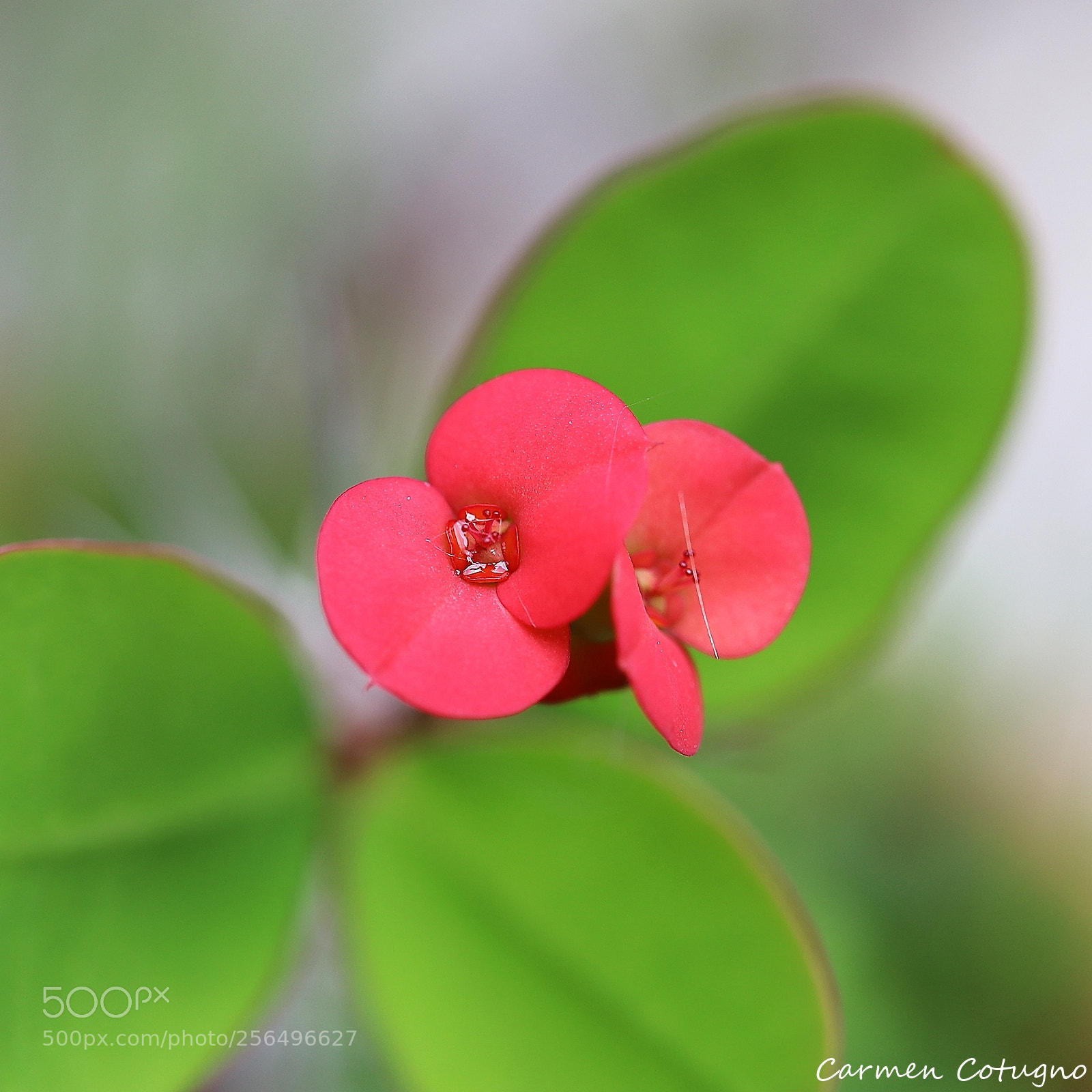 Canon EOS 80D sample photo. Flower photography