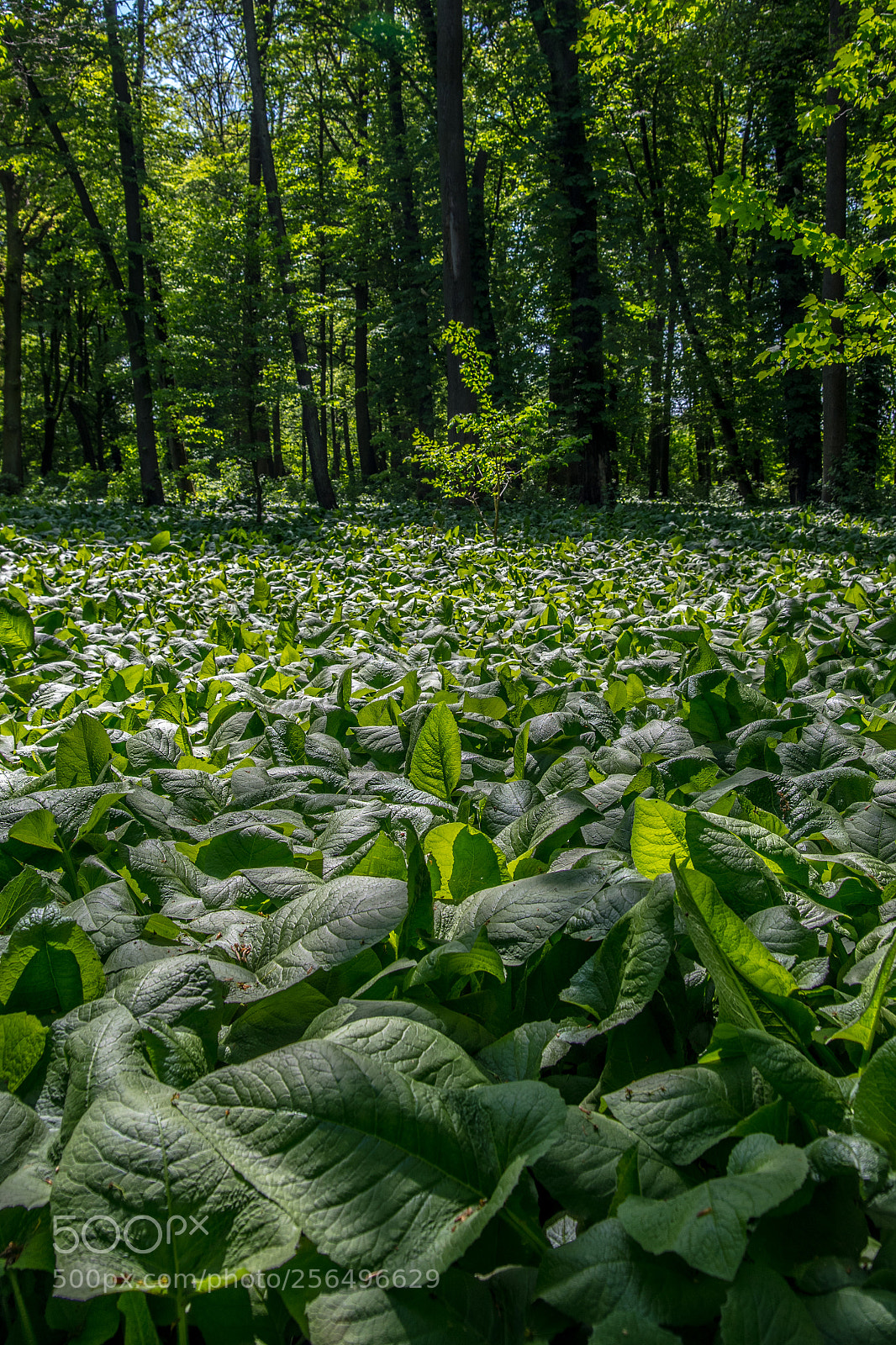 Nikon D750 sample photo. Forrest 4.5.2018 photography