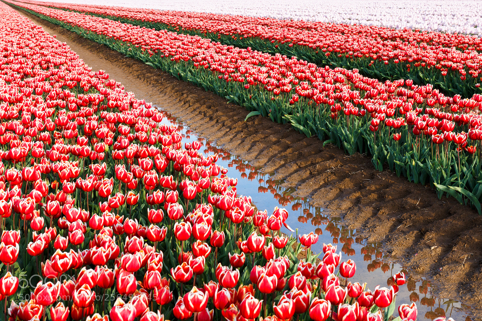 Canon EOS 700D (EOS Rebel T5i / EOS Kiss X7i) sample photo. Tulips photography