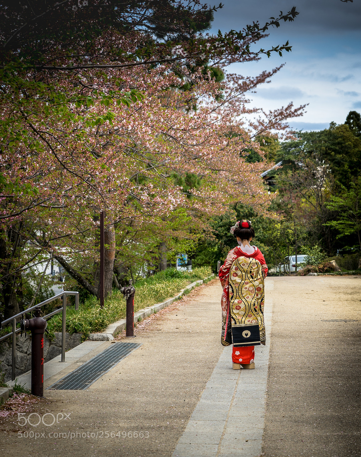 Sony a7 sample photo. Geisha amidst the cherry photography