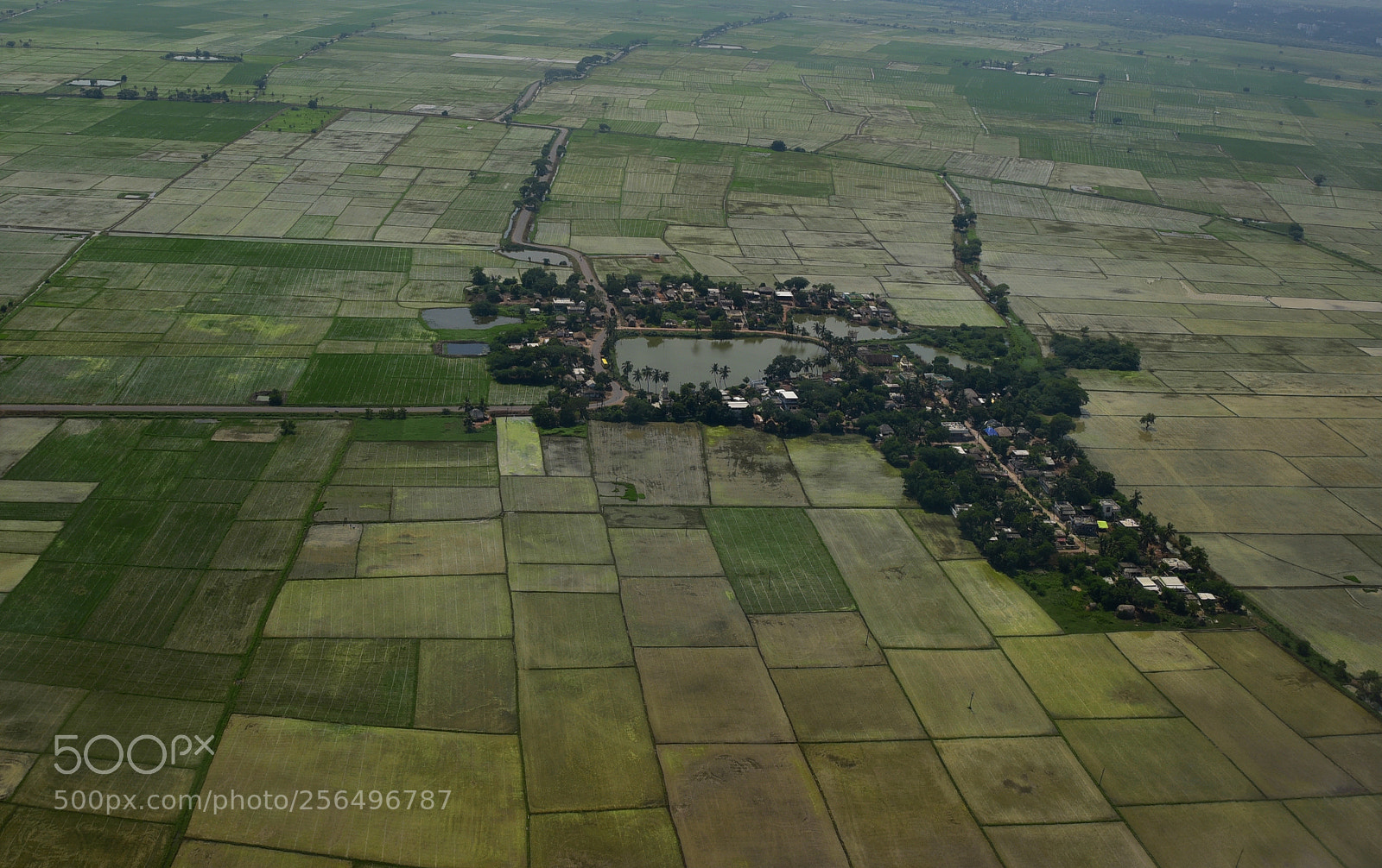 Nikon D750 sample photo. Green paddy land.....! photography