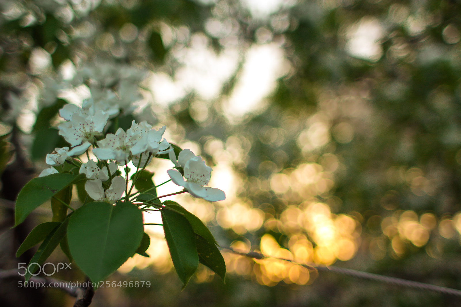 Canon EOS 60D sample photo. Img photography