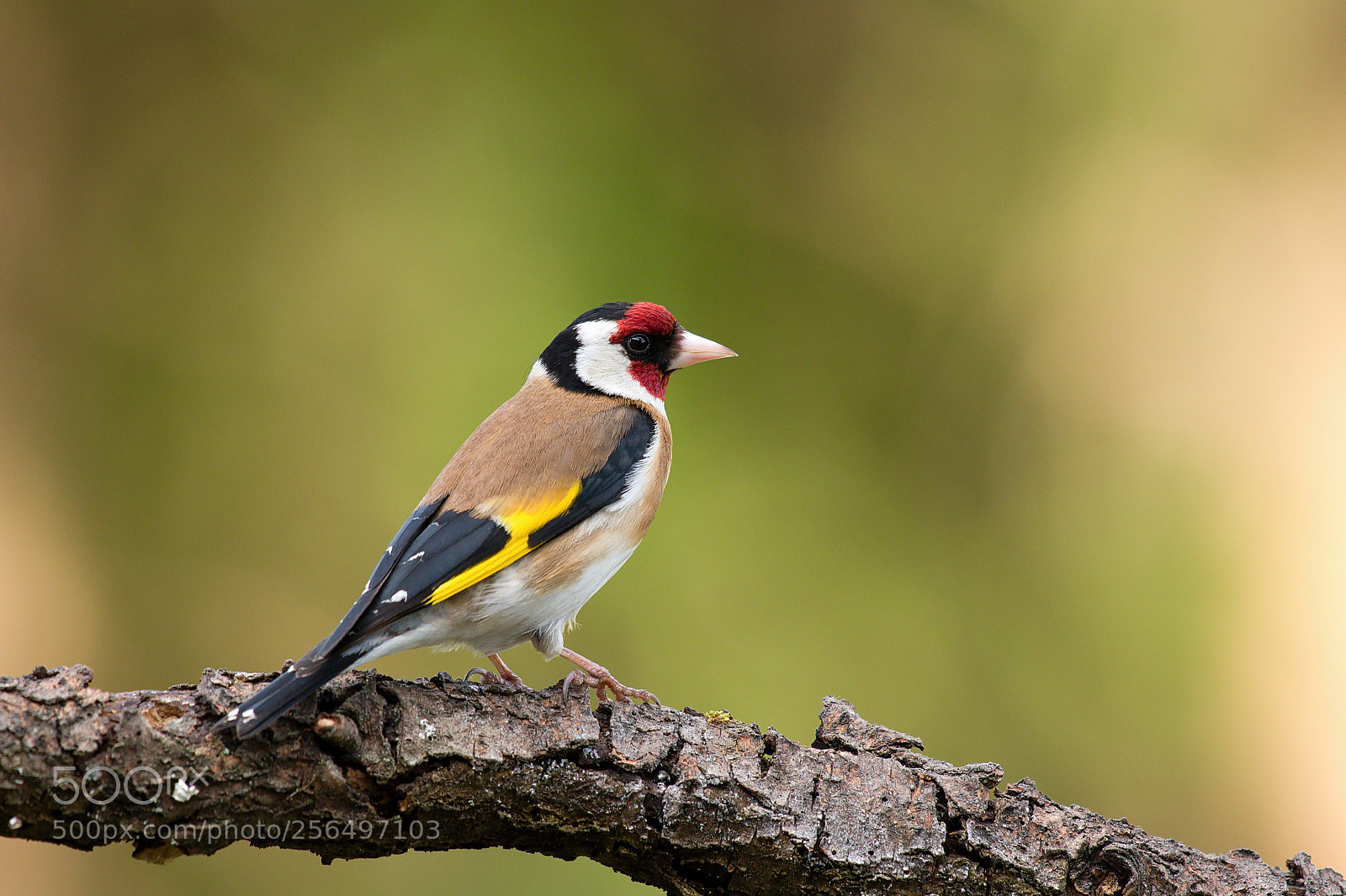 Nikon D500 sample photo. Goldfinch photography