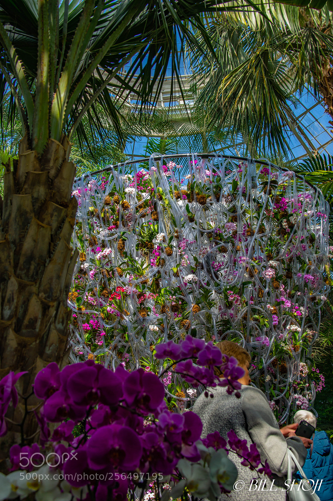 Sony SLT-A99V sample photo. Thousands of orchids photography