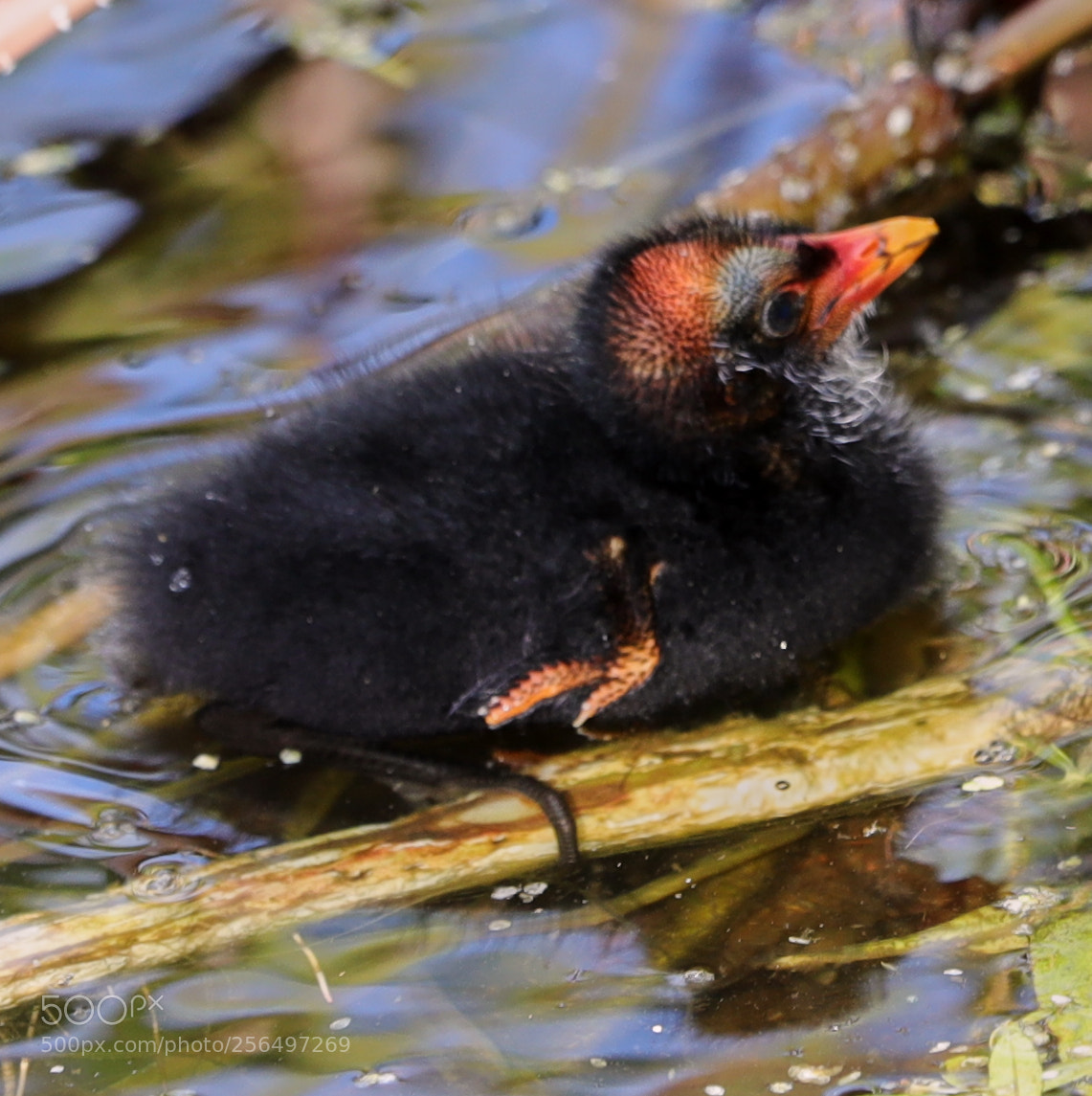 Canon EOS-1D X Mark II sample photo. 05-04-18-0016084.jpg photography