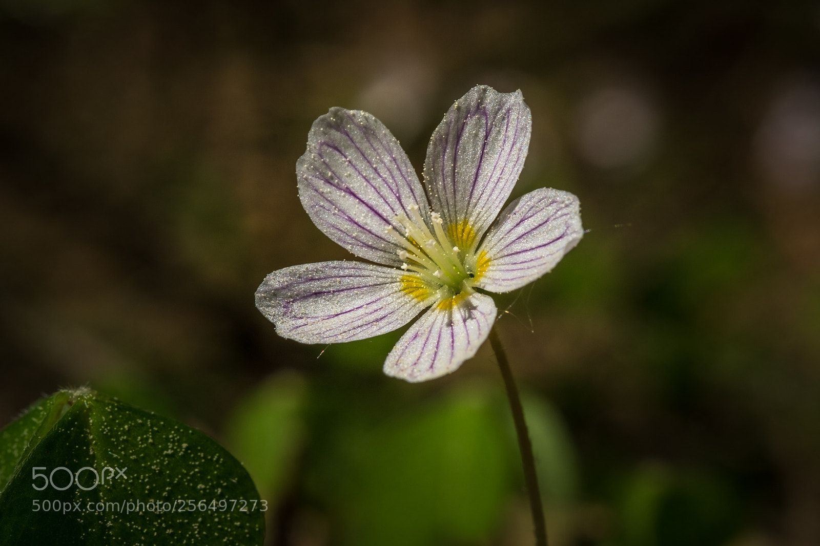 Fujifilm X-T1 sample photo. Waldsauerklee (oxalis acetosella) photography