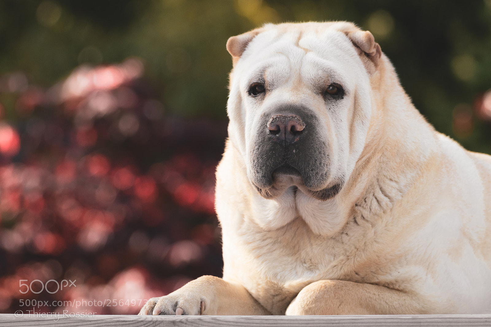 Nikon D850 sample photo. Shar-peï photography