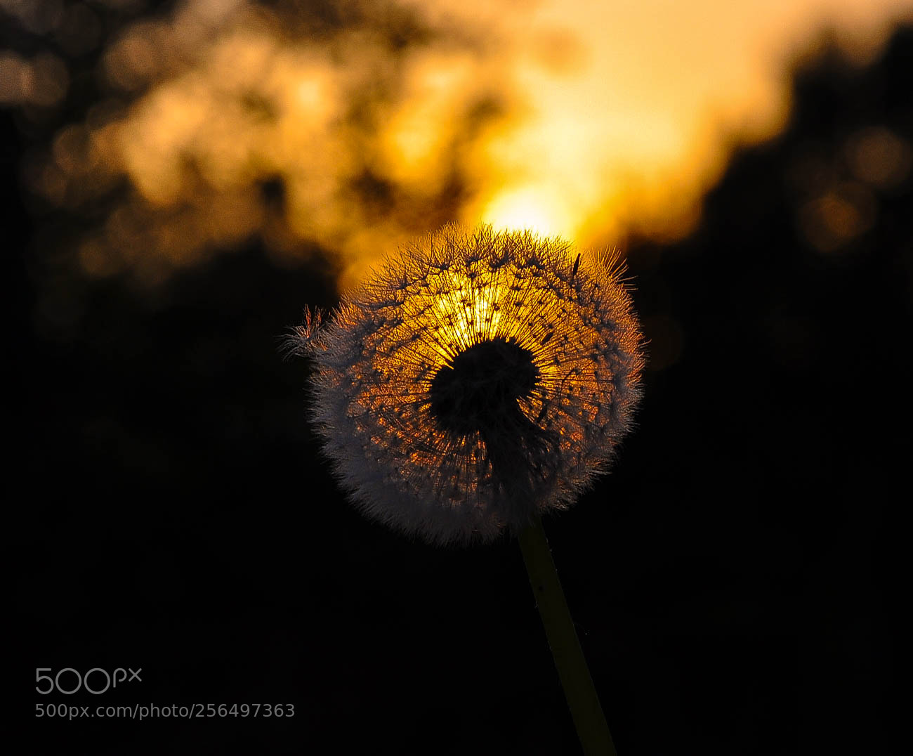 Nikon D90 sample photo. Dandelion photography