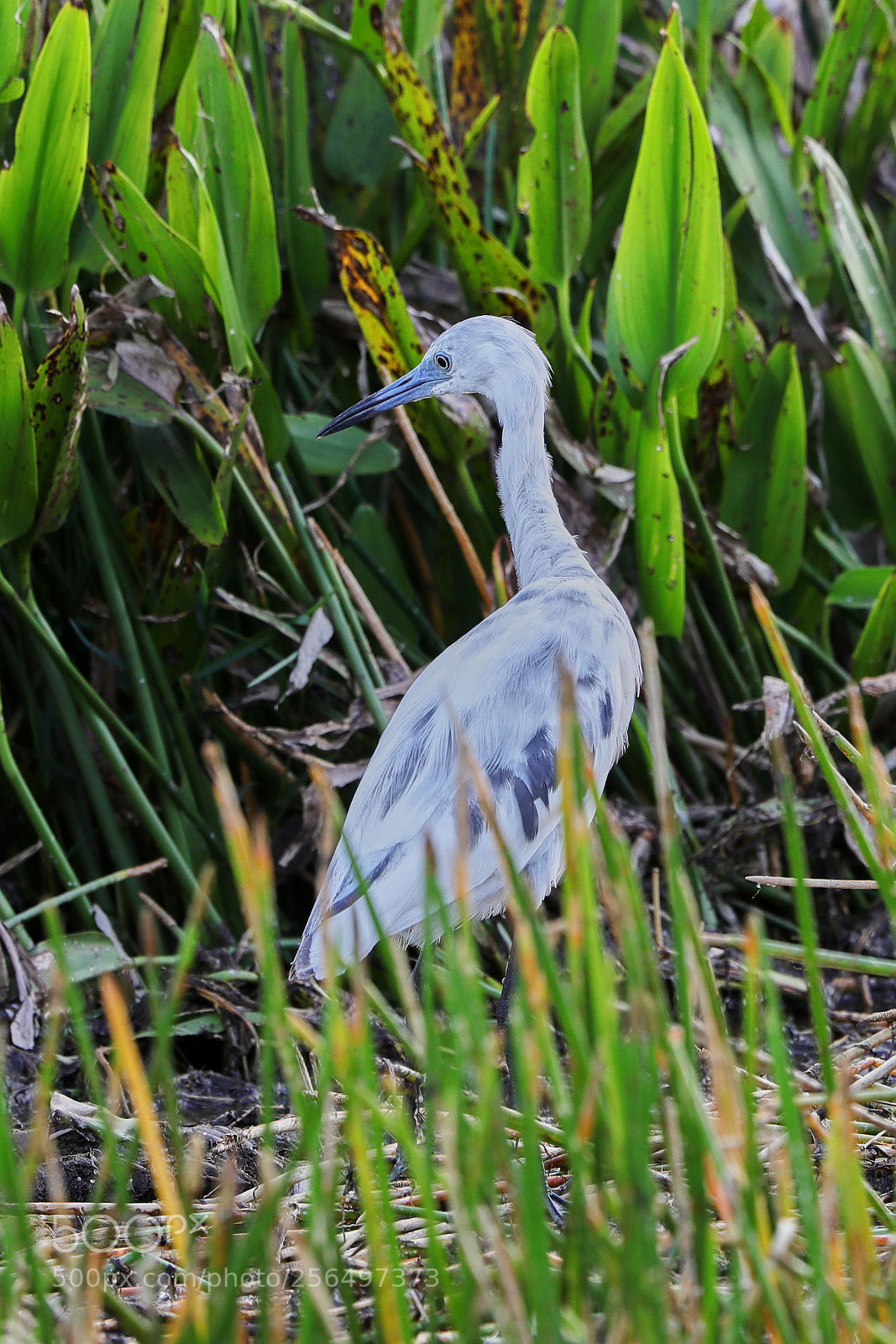Canon EOS-1D X Mark II sample photo. 05-04-18-0016059.jpg photography