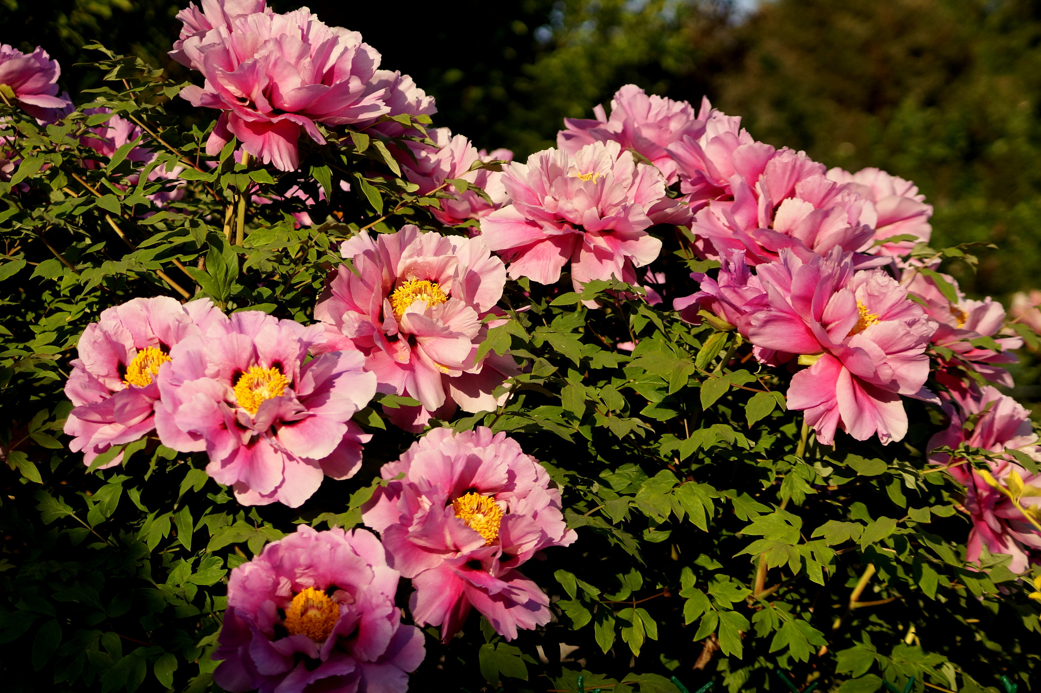 Sony DT 55-200mm F4-5.6 SAM sample photo. Paeonia suffruticosa photography