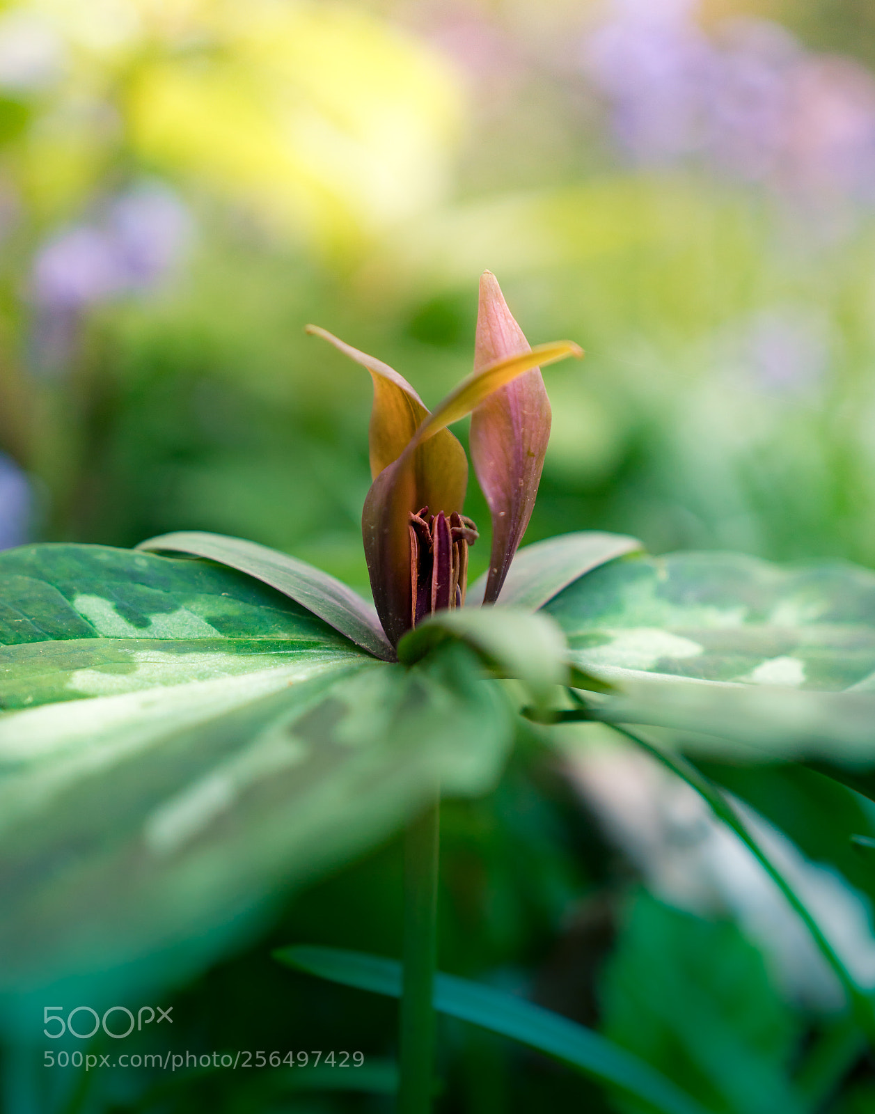Sony a6300 sample photo. Trillium photography