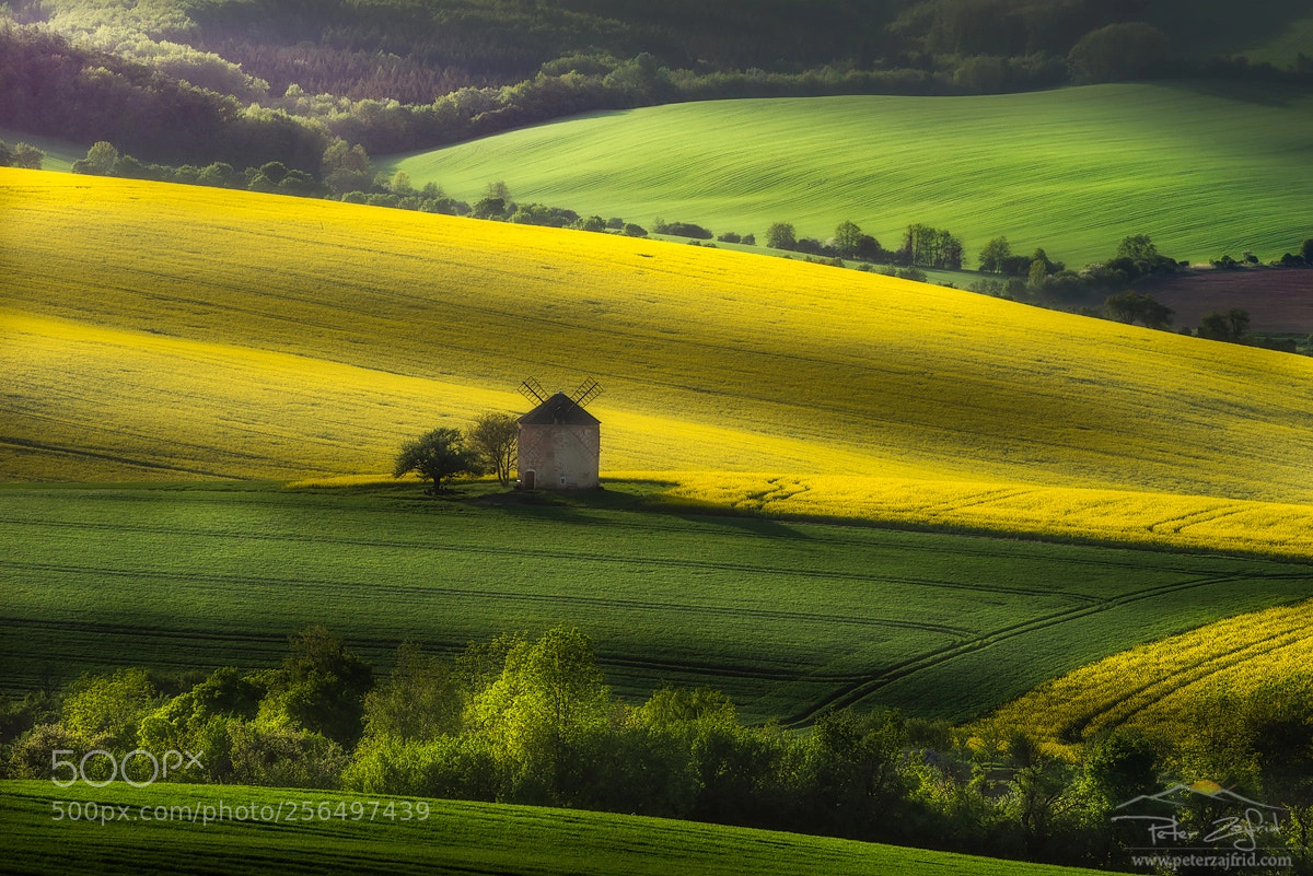 Nikon D810 sample photo. Spring evening photography