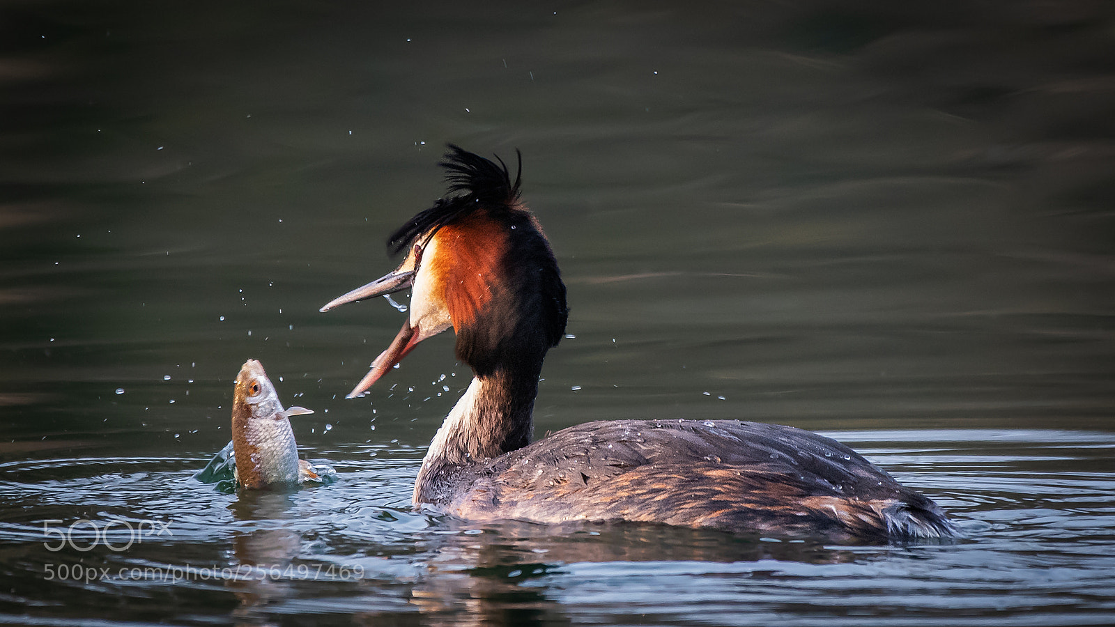 Nikon D500 sample photo. Great crested grebe with photography