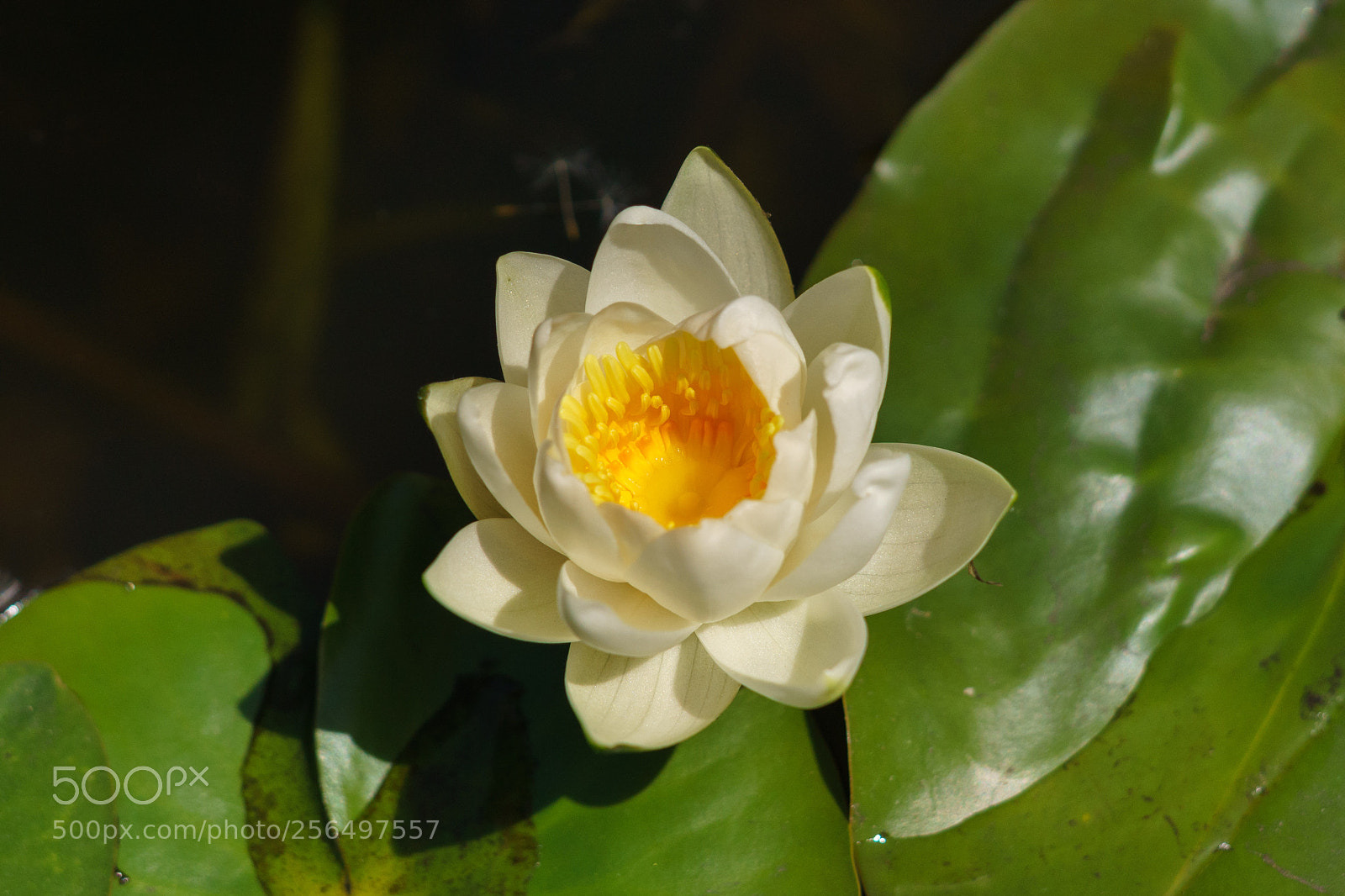 Sony a7 II sample photo. Water lily photography