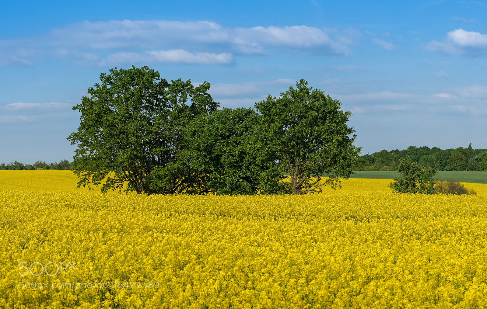 Sony a7R II sample photo. Frühling wunderbar photography