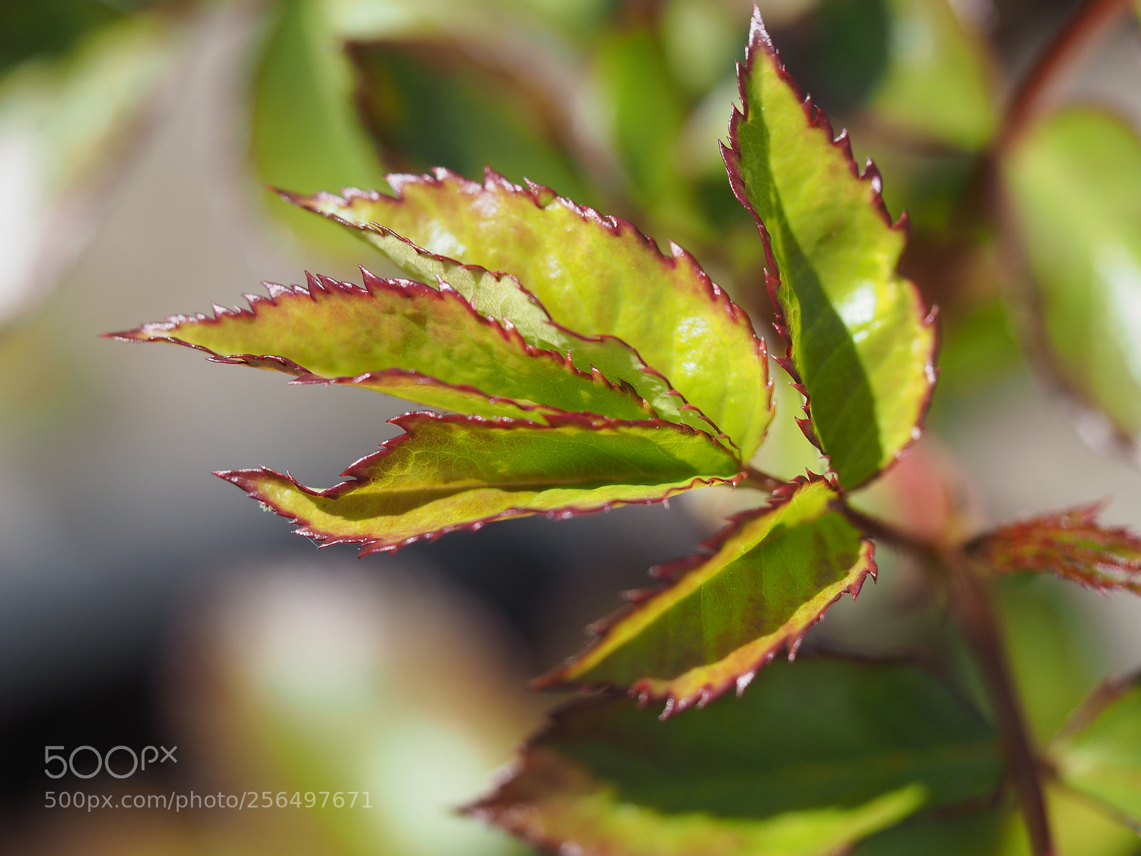 Olympus PEN E-PL7 sample photo. Baby jagged rose leafs photography