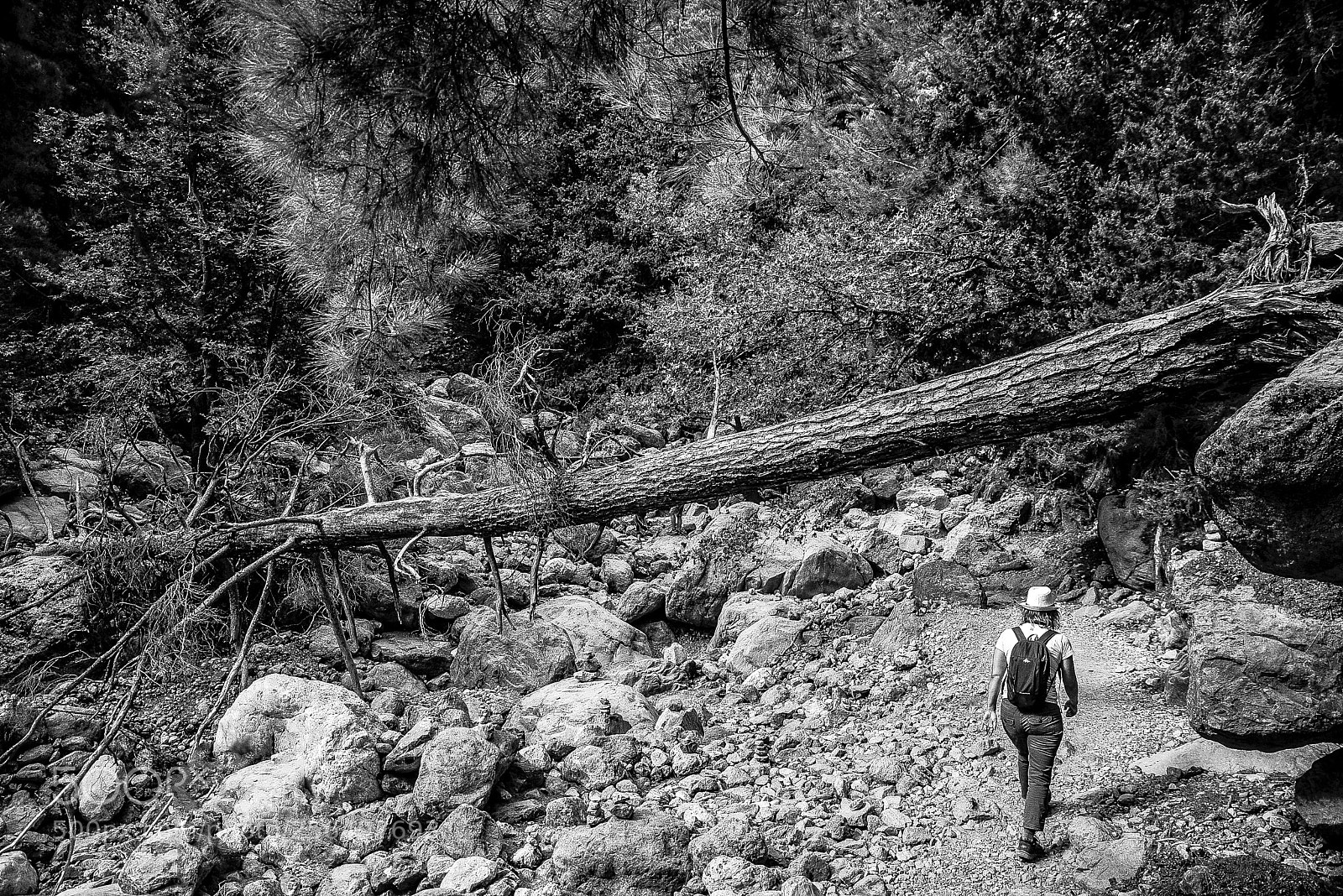 Nikon D610 sample photo. Il bosco photography