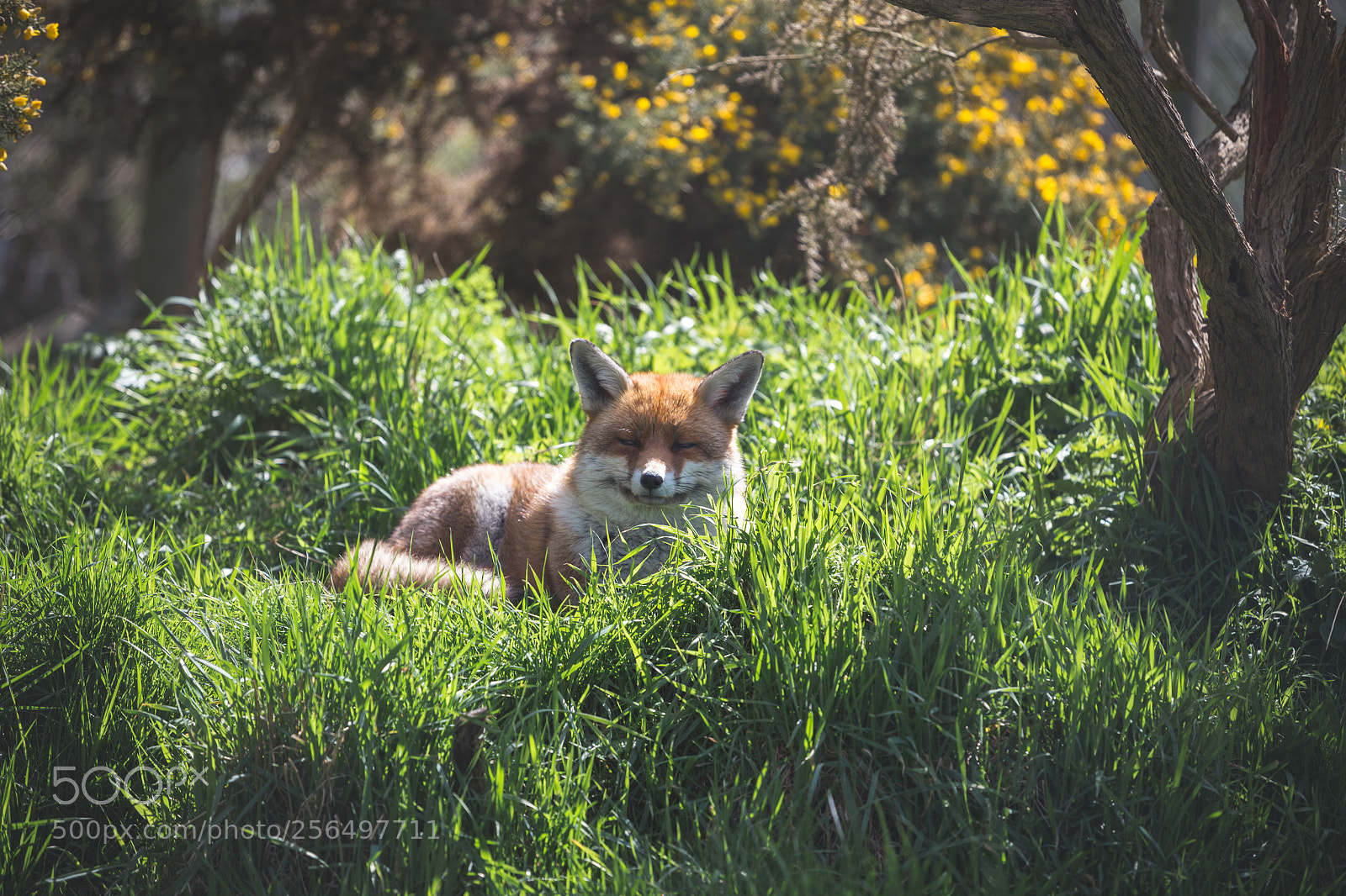 Canon EOS 6D sample photo. A resting red fox photography