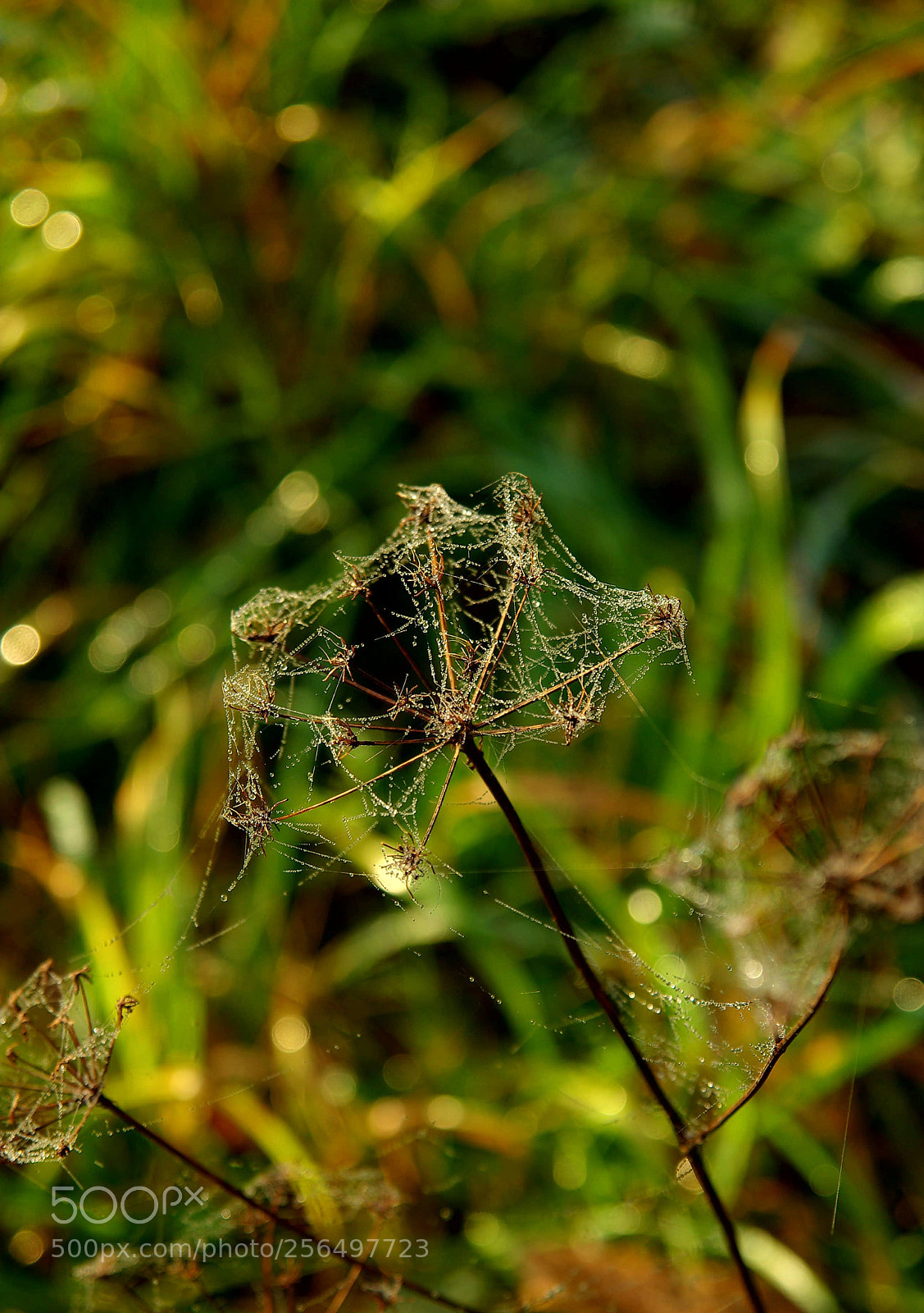 Pentax K10D sample photo. Grass and water.. photography
