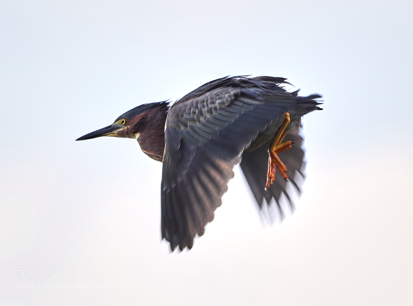 Canon EOS-1D X Mark II sample photo. 05-04-18-0016046.jpg photography