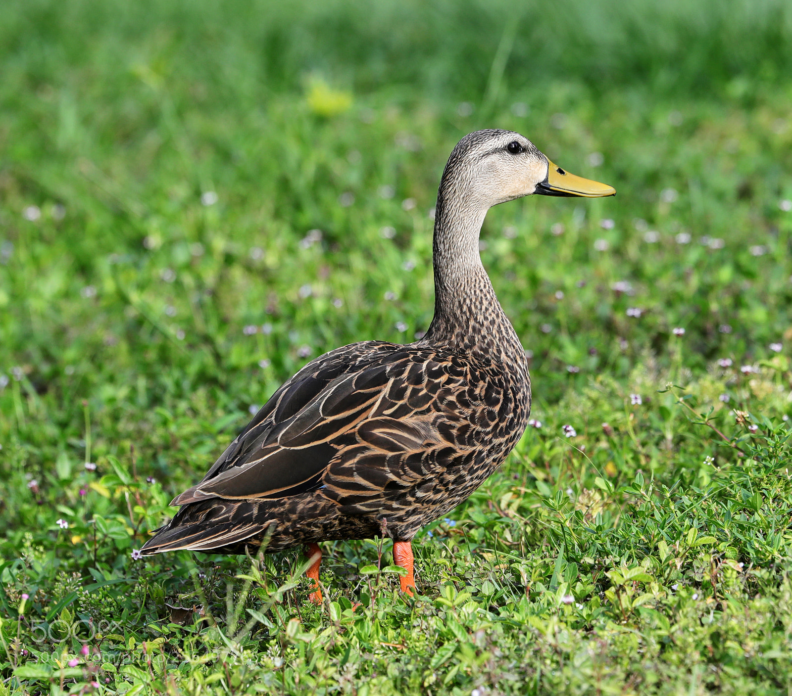 Canon EOS-1D X Mark II sample photo. 05-04-18-0016031.jpg photography