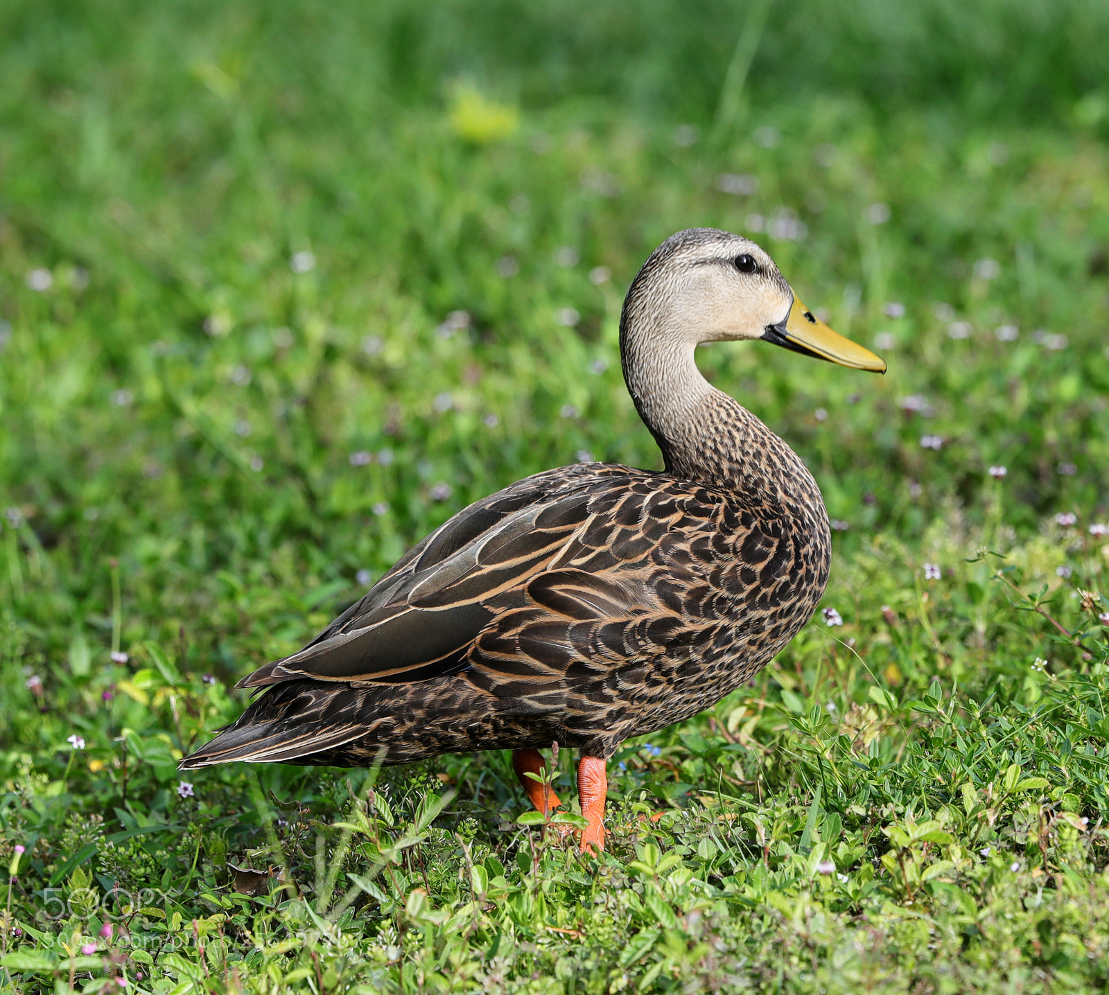 Canon EOS-1D X Mark II sample photo. 05-04-18-0016030.jpg photography