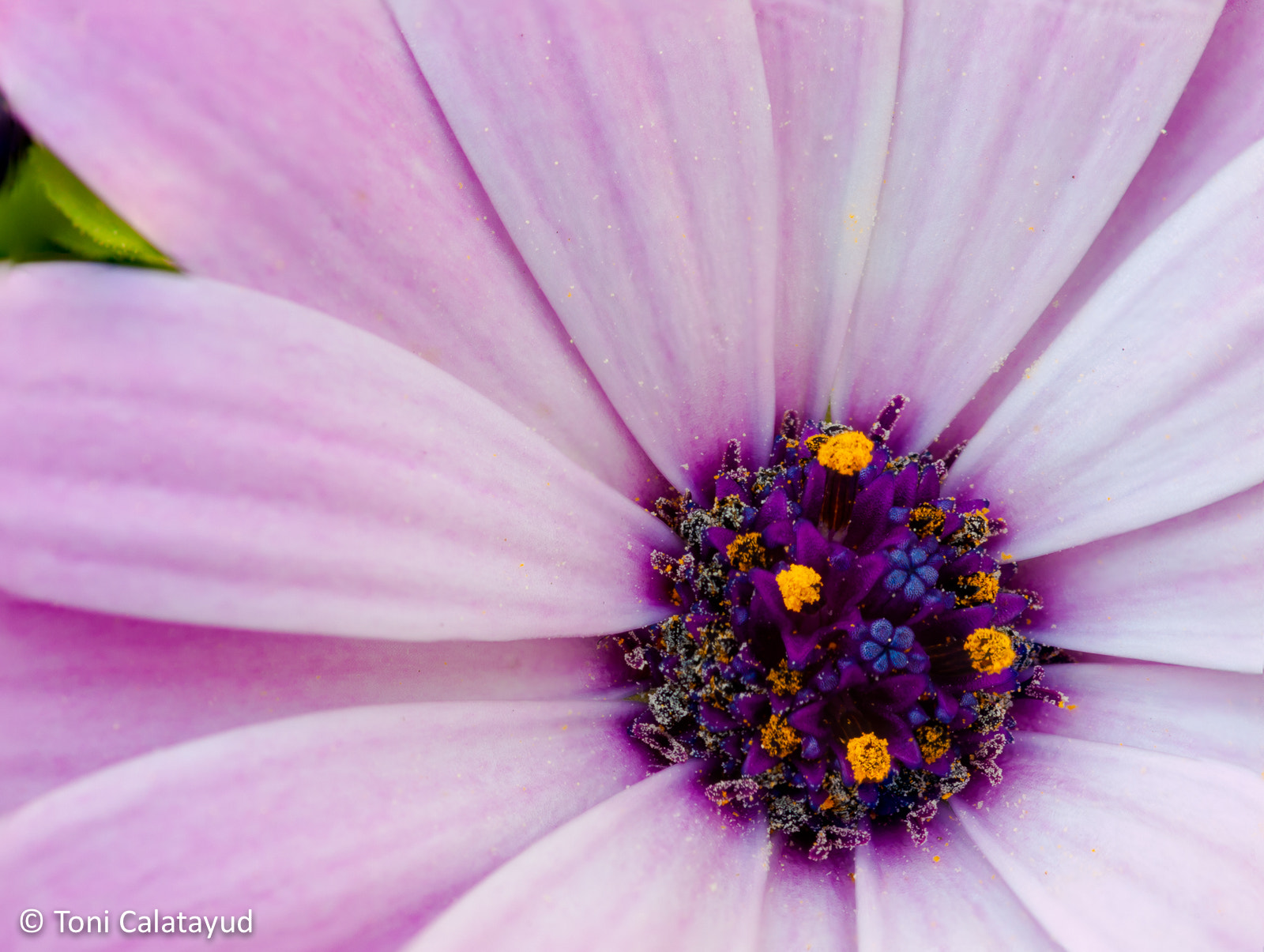 Olympus E-620 (EVOLT E-620) sample photo. Osteospermum photography