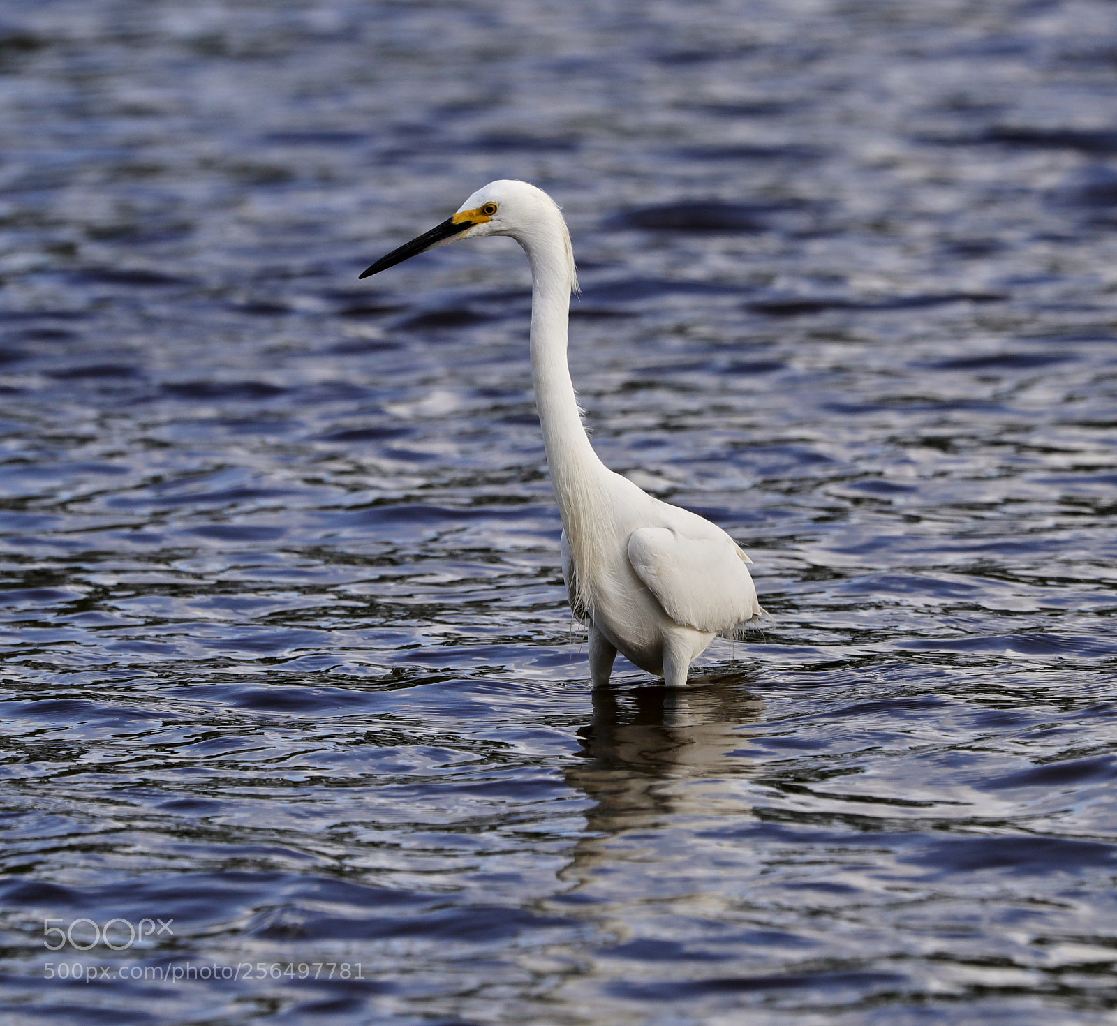 Canon EOS-1D X Mark II sample photo. 05-04-18-0016023.jpg photography