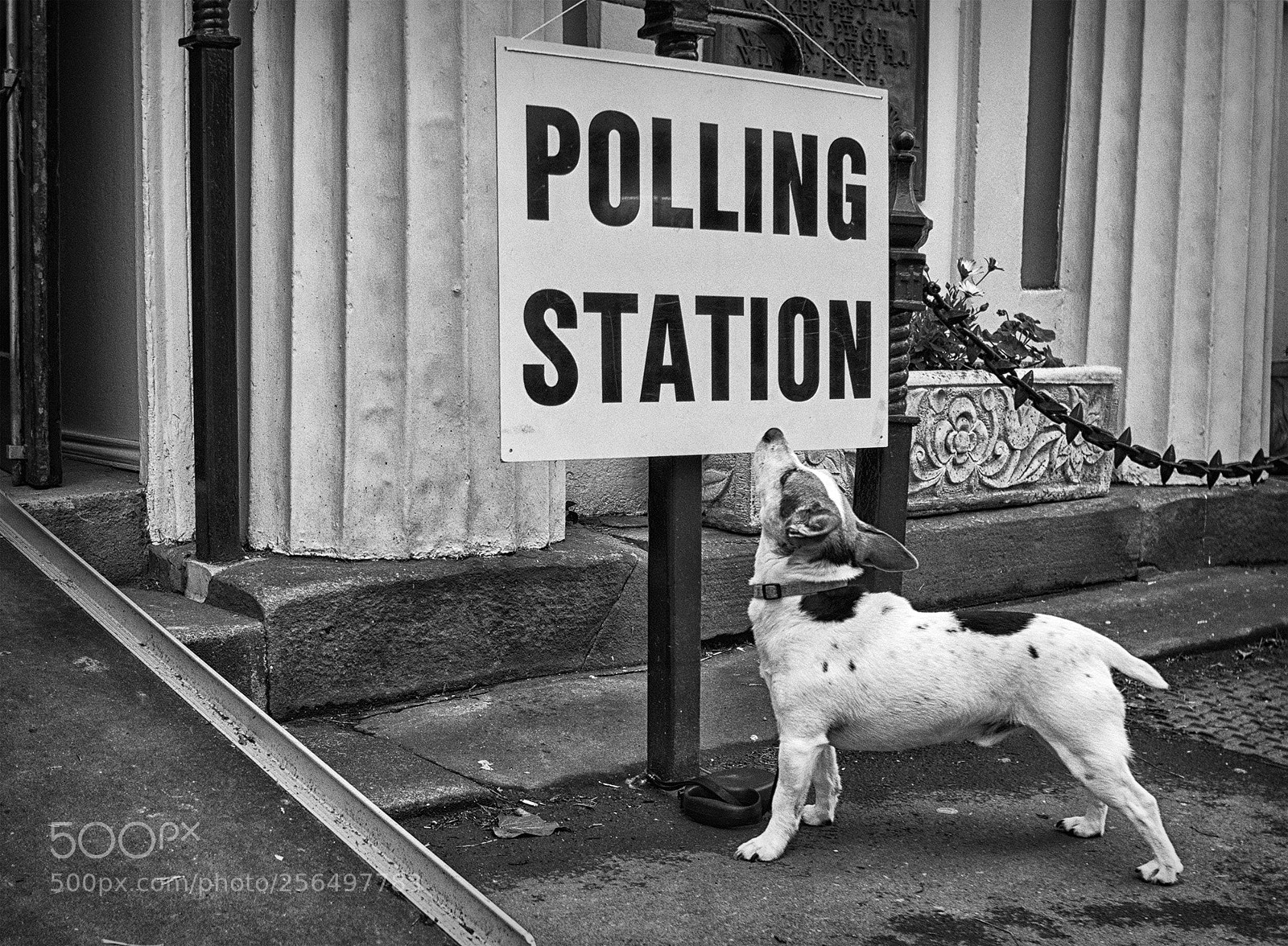 Sony a6500 sample photo. A dogged voter photography