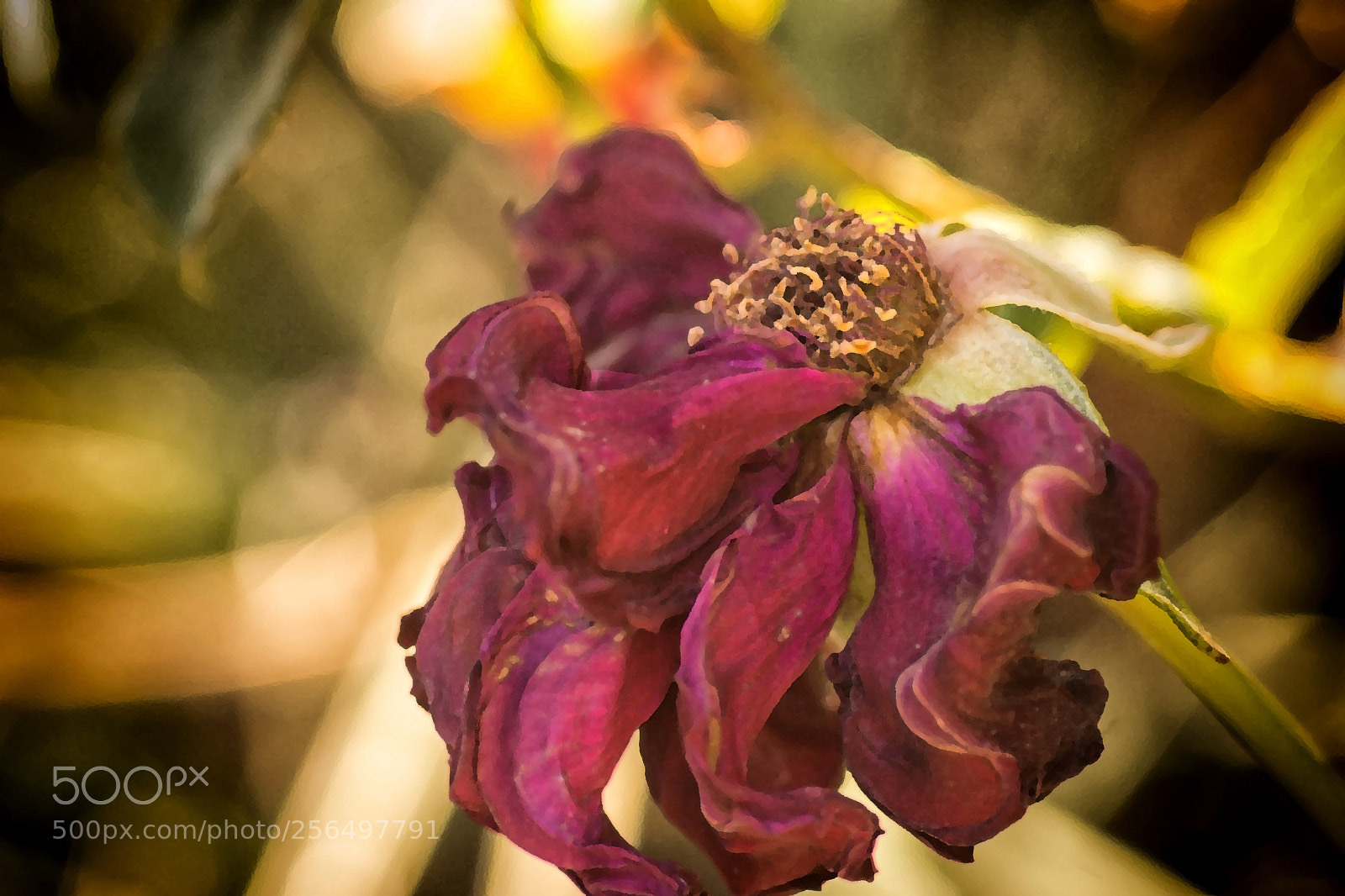 Sony SLT-A65 (SLT-A65V) sample photo. Dead red rose photography