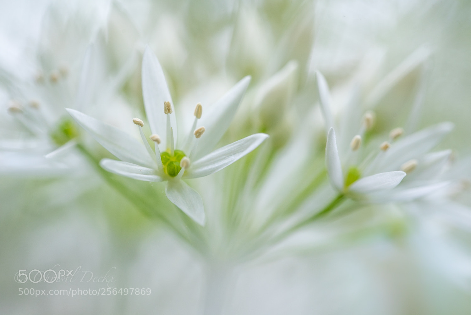 Nikon D750 sample photo. White beauty photography
