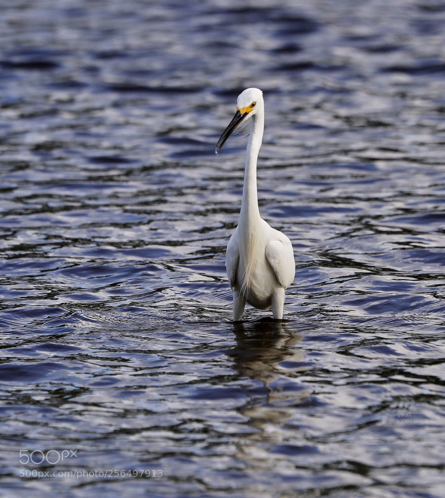 Canon EOS-1D X Mark II sample photo. 05-04-18-0016021.jpg photography