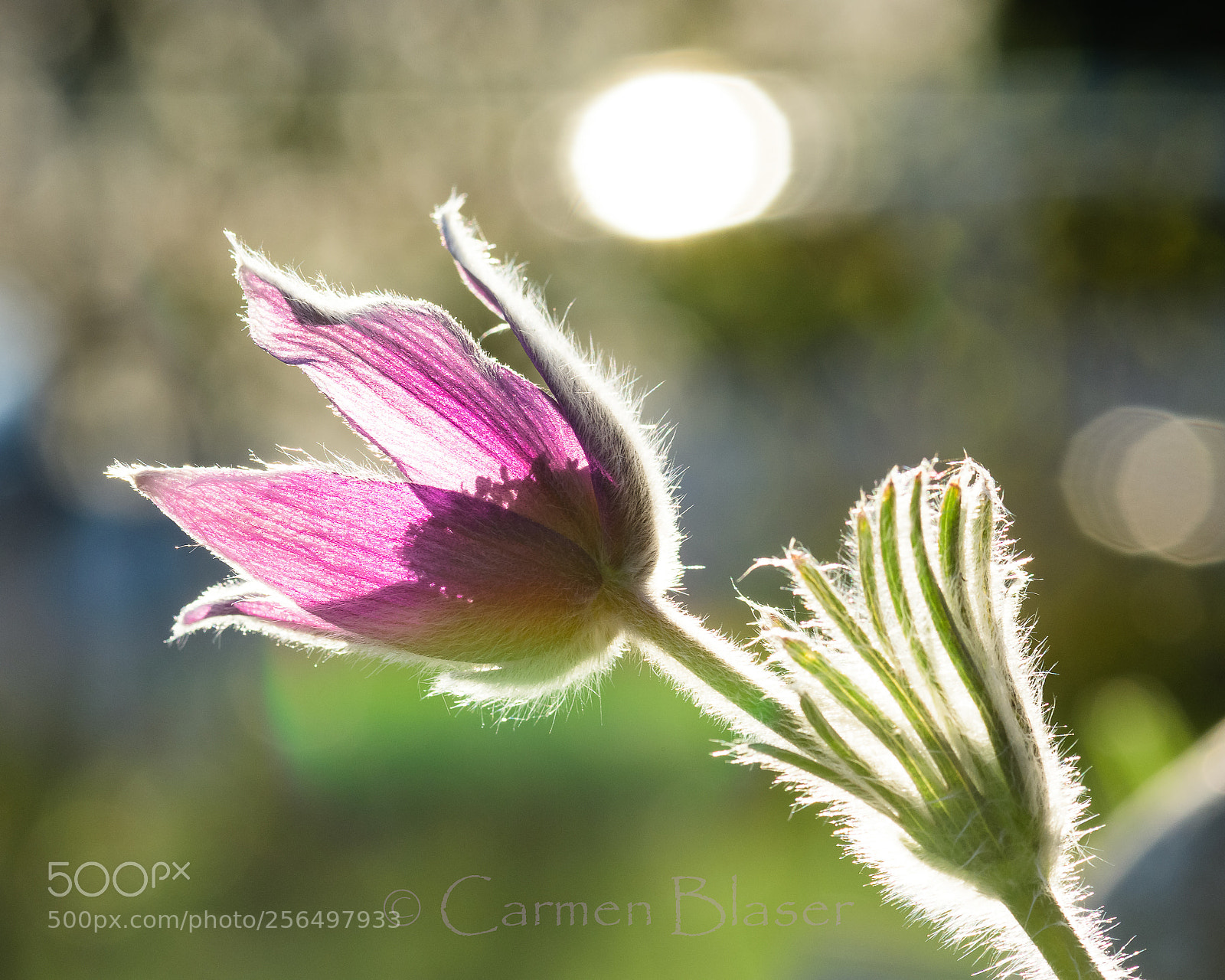 Nikon D500 sample photo. Pulsatilla vulgaris photography