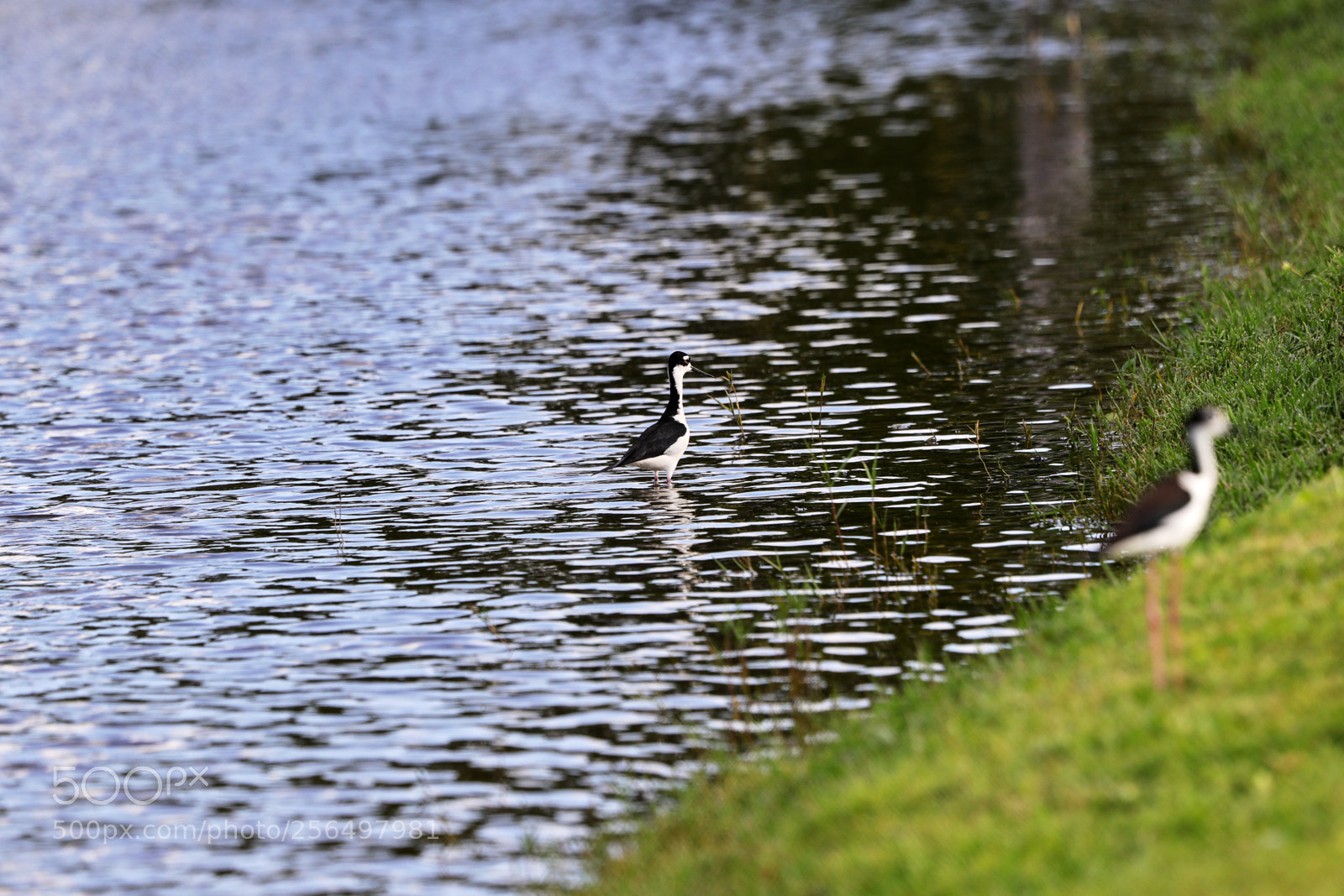 Canon EOS-1D X Mark II sample photo. 05-04-18-0016015.jpg photography