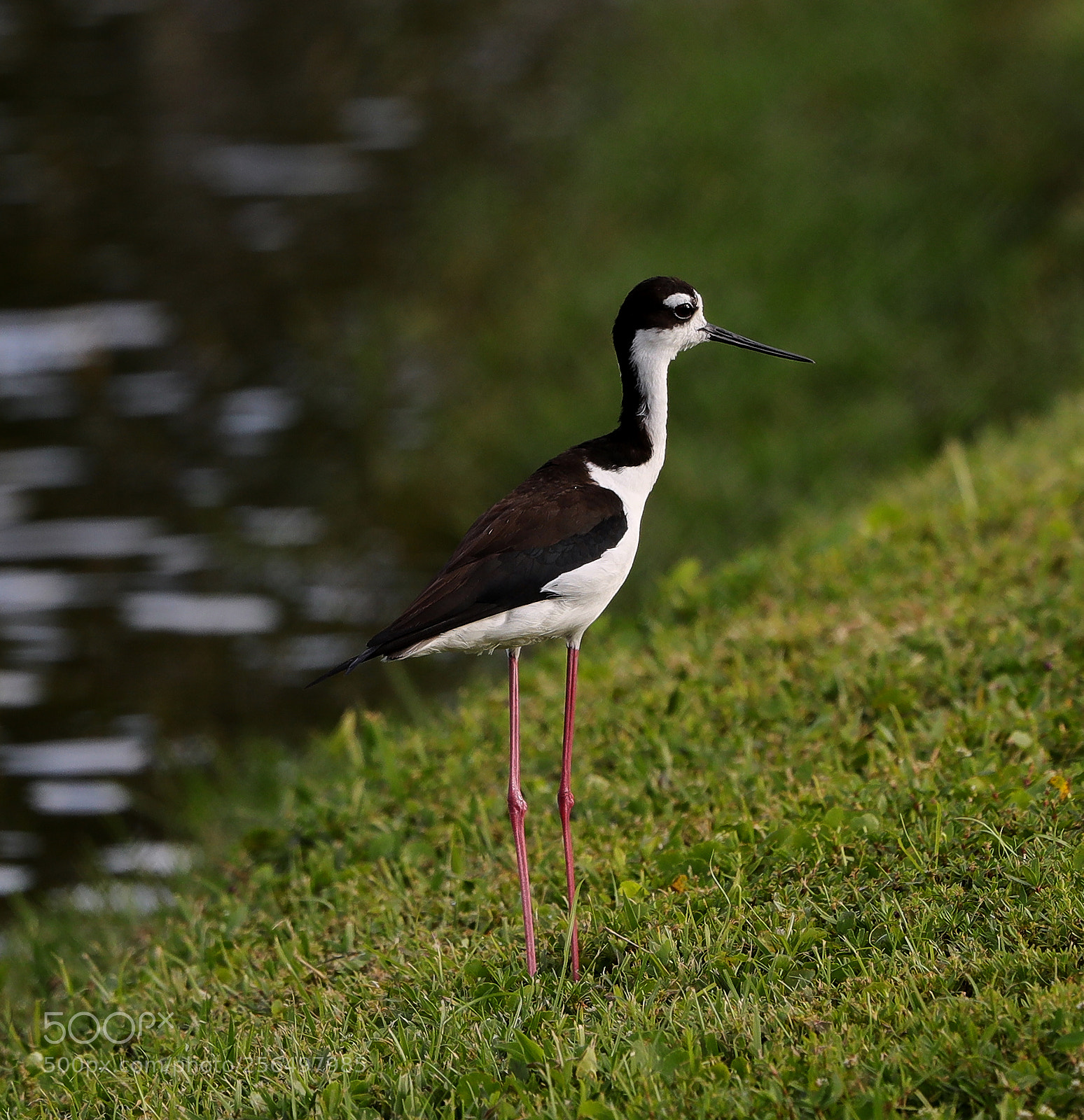 Canon EOS-1D X Mark II sample photo. 05-04-18-0016014.jpg photography